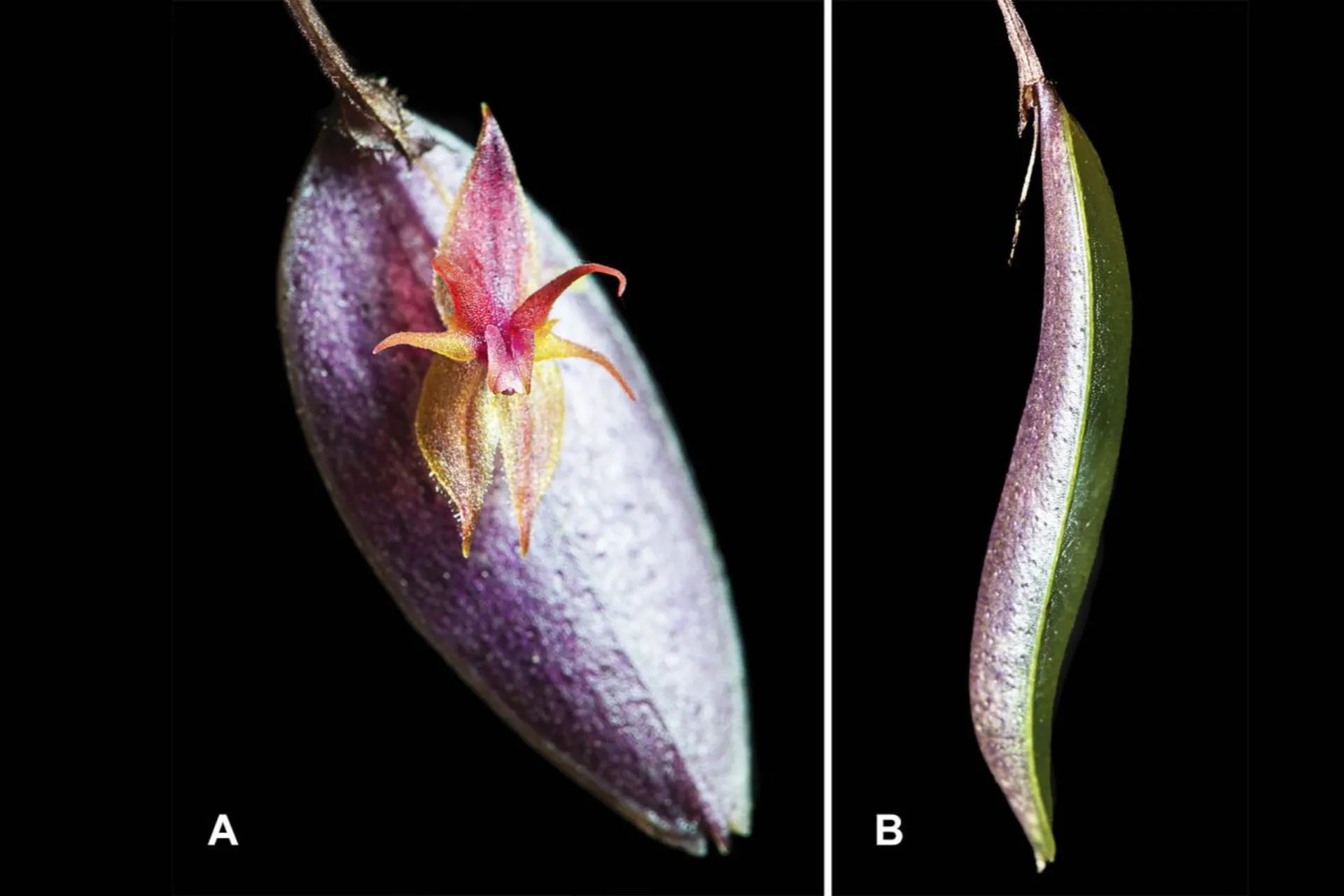 Orchidea appena scoperta è già sull’orlo dell’estinzione