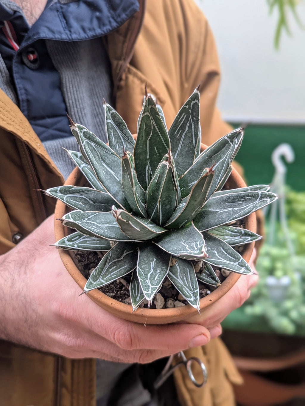 Agave victoriae-reginae