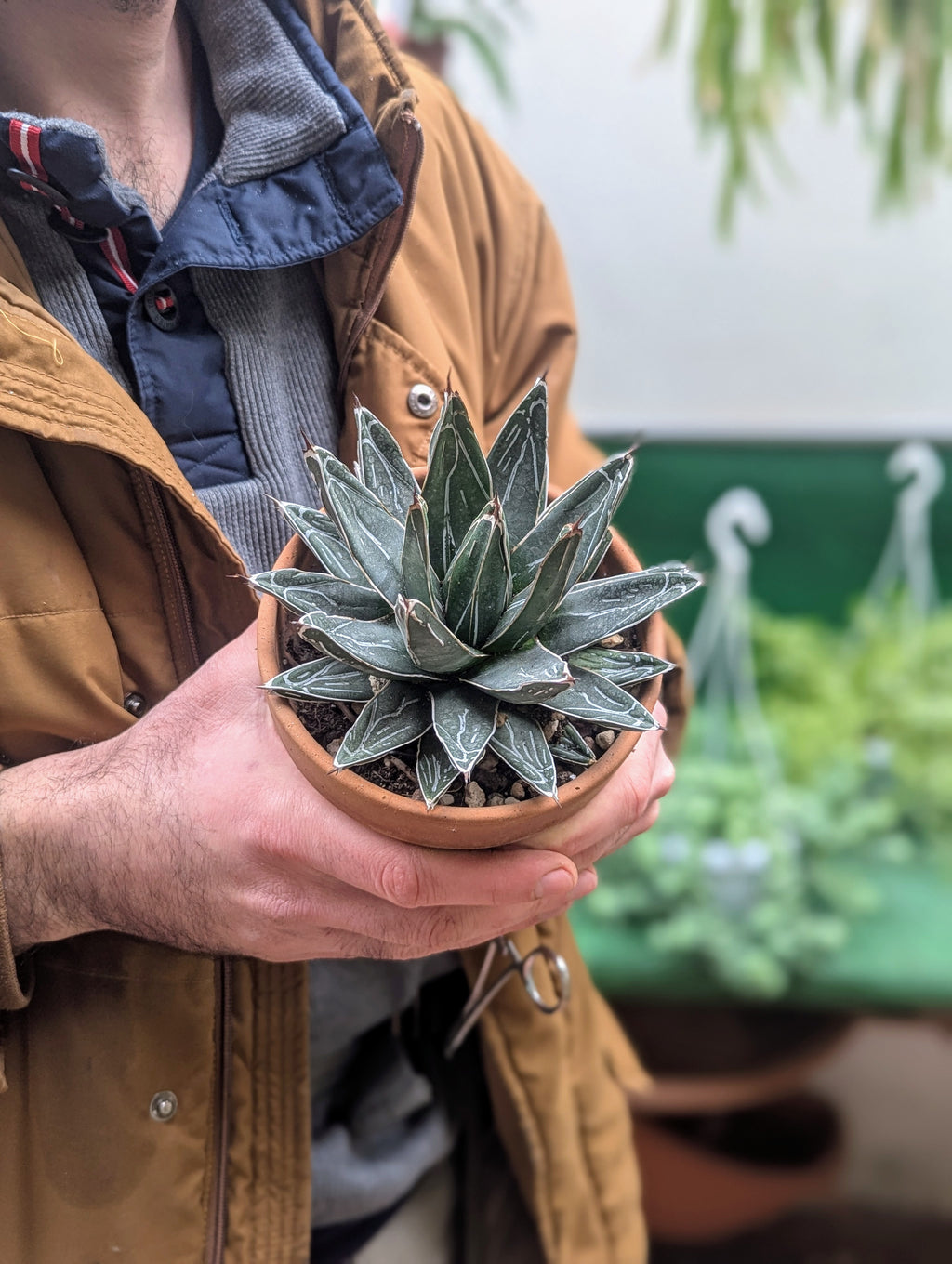 Agave victoriae-reginae