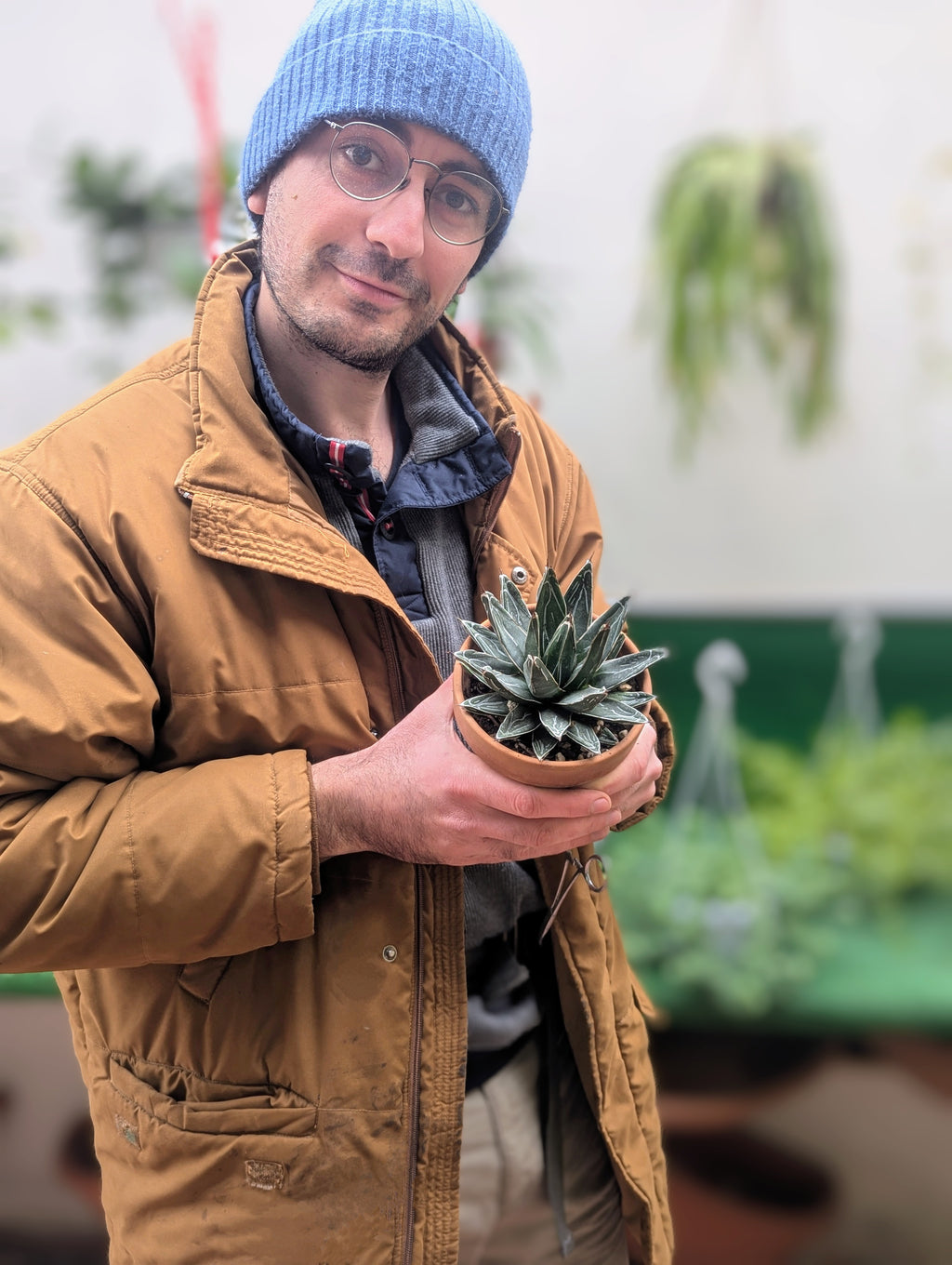 Agave victoriae-reginae