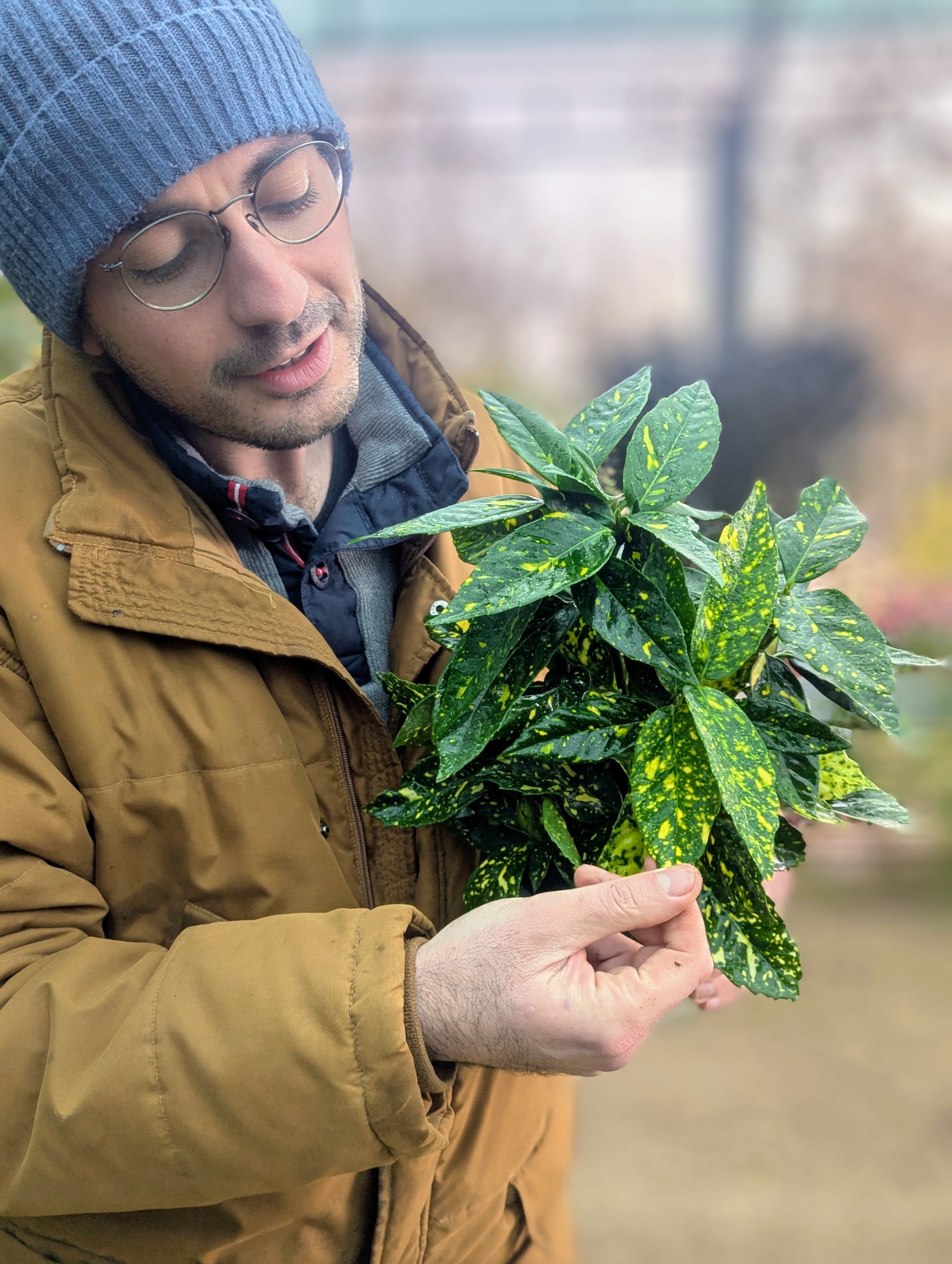 Aucuba Japonica Crotonifolia