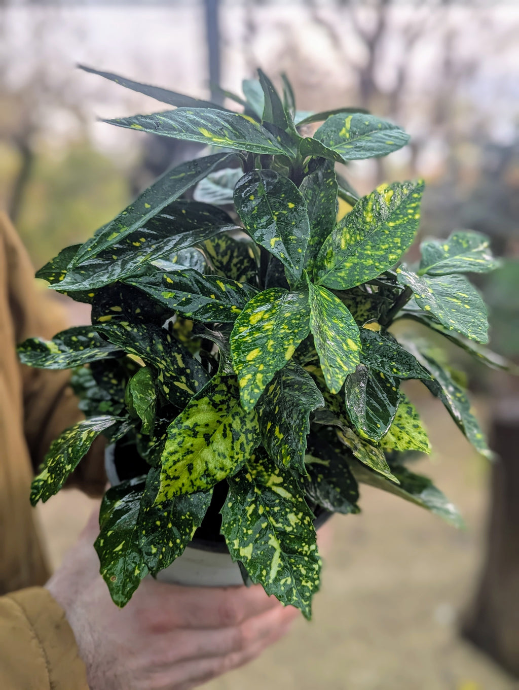 Aucuba Japonica Crotonifolia