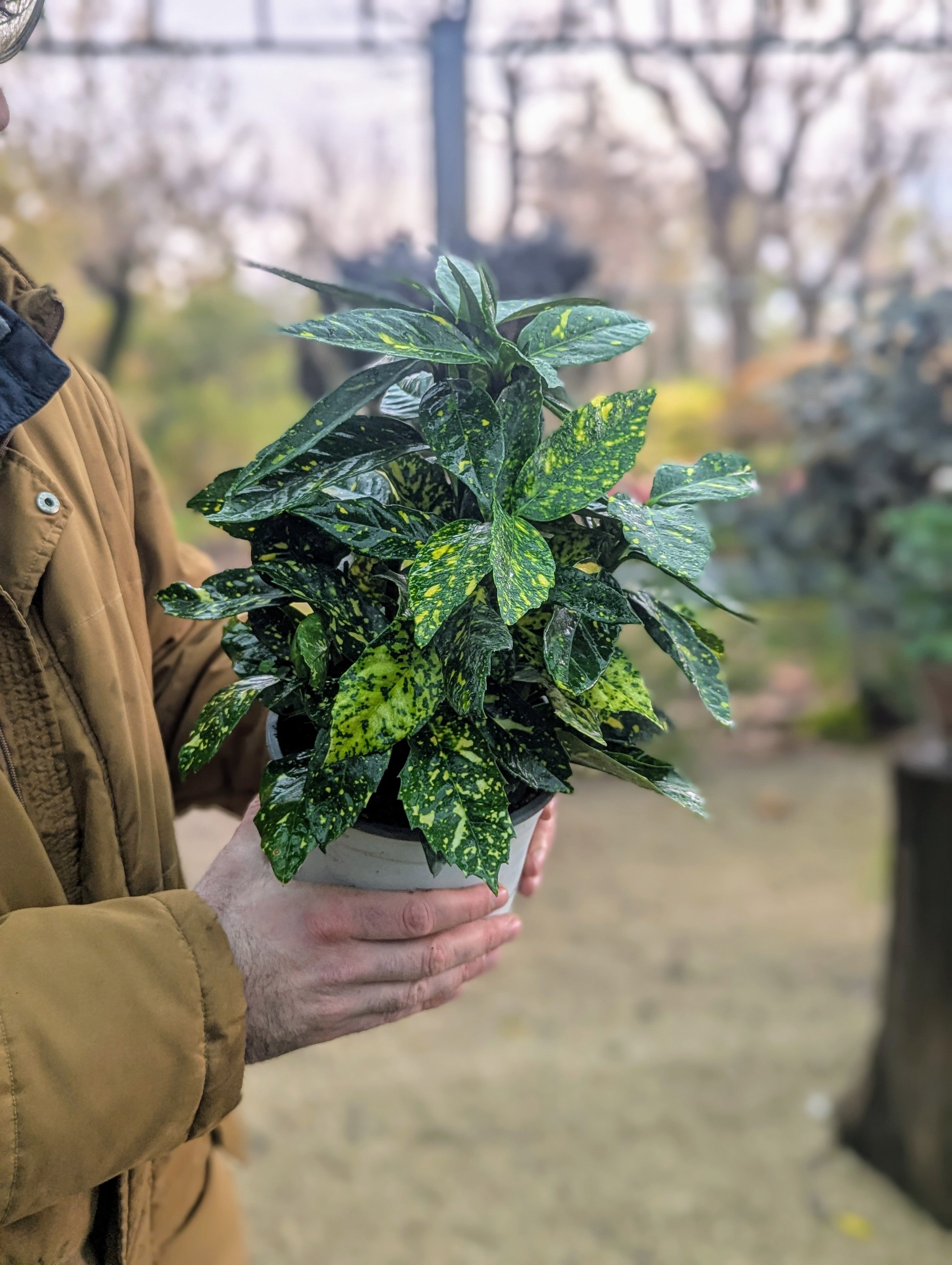 Aucuba Japonica Crotonifolia