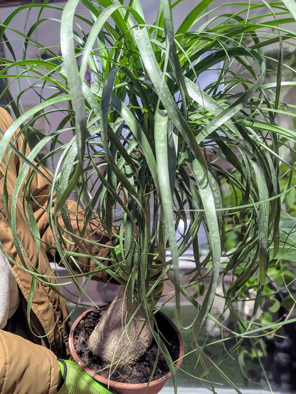 Beaucarnea Recurvata