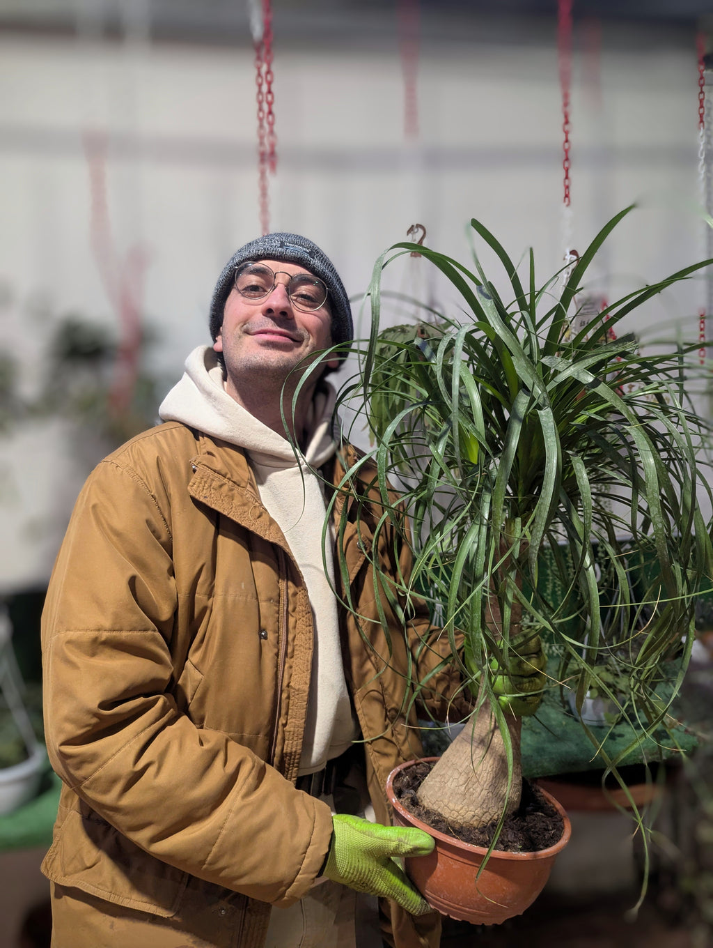 Beaucarnea Recurvata