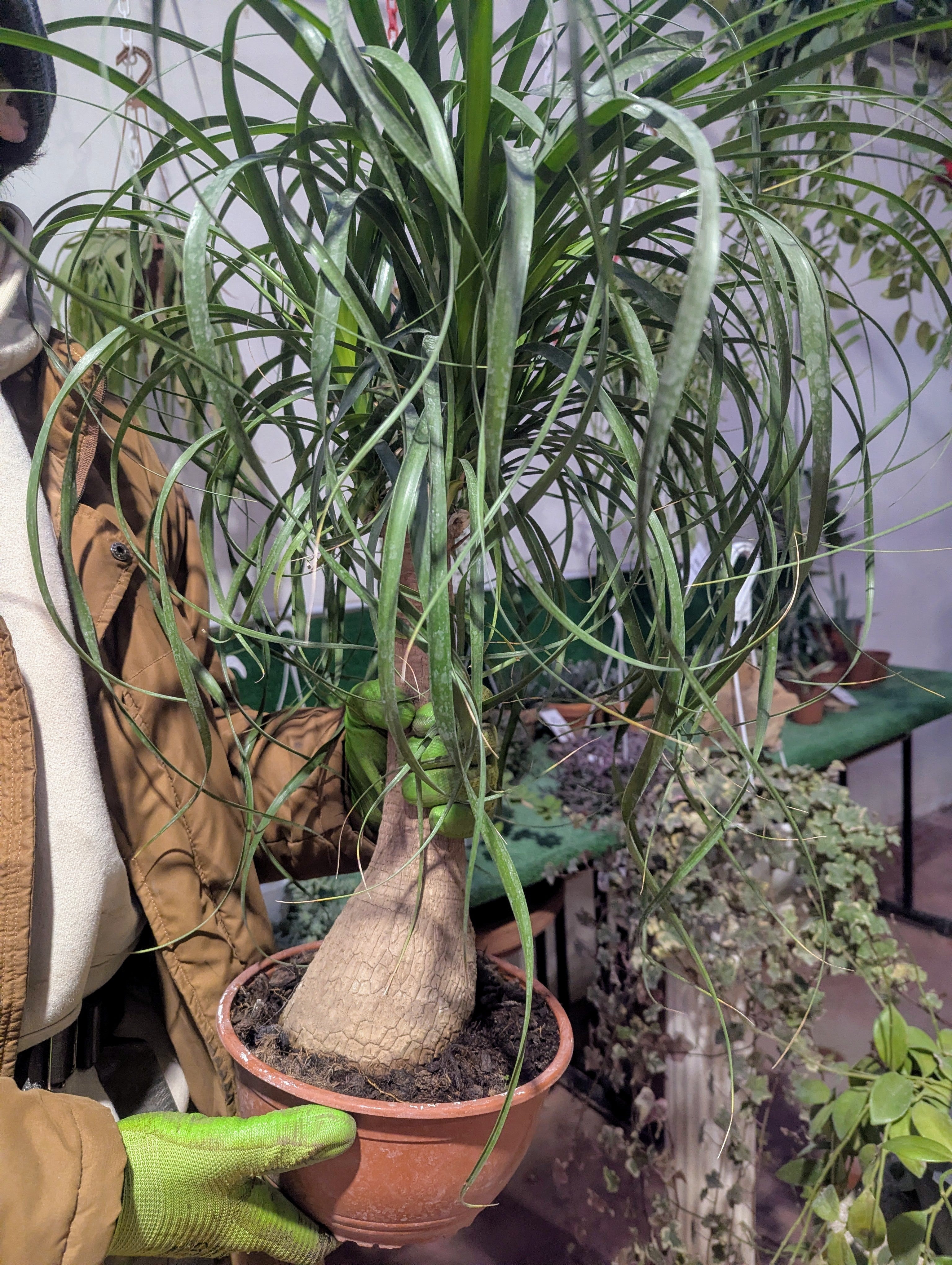 Beaucarnea Recurvata