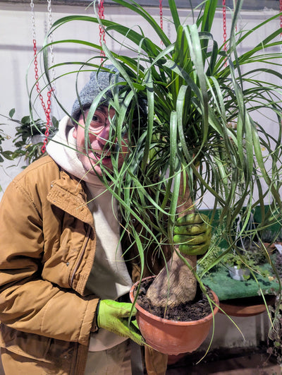 Beaucarnea Recurvata