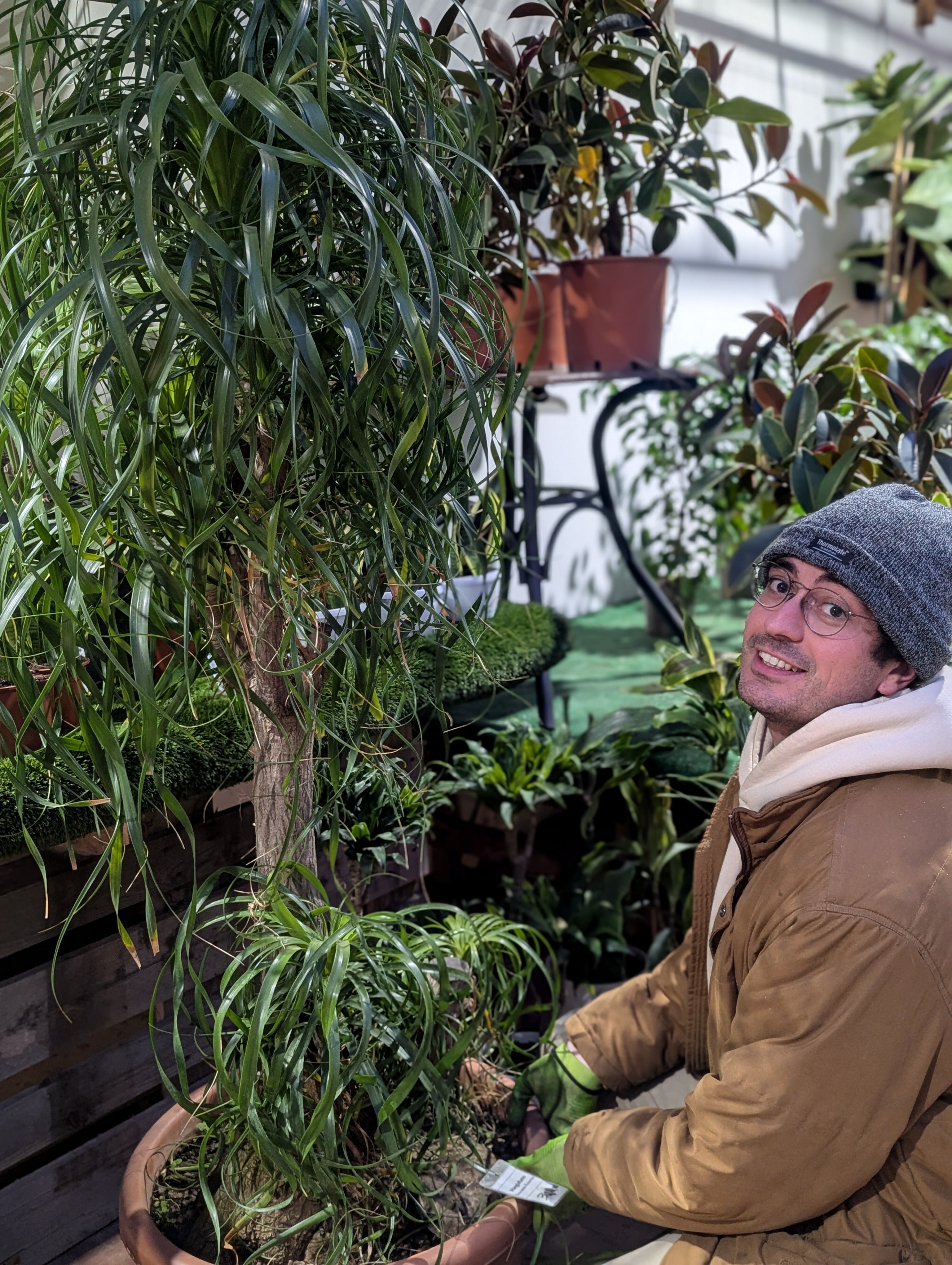 Beaucarnea Recurvata