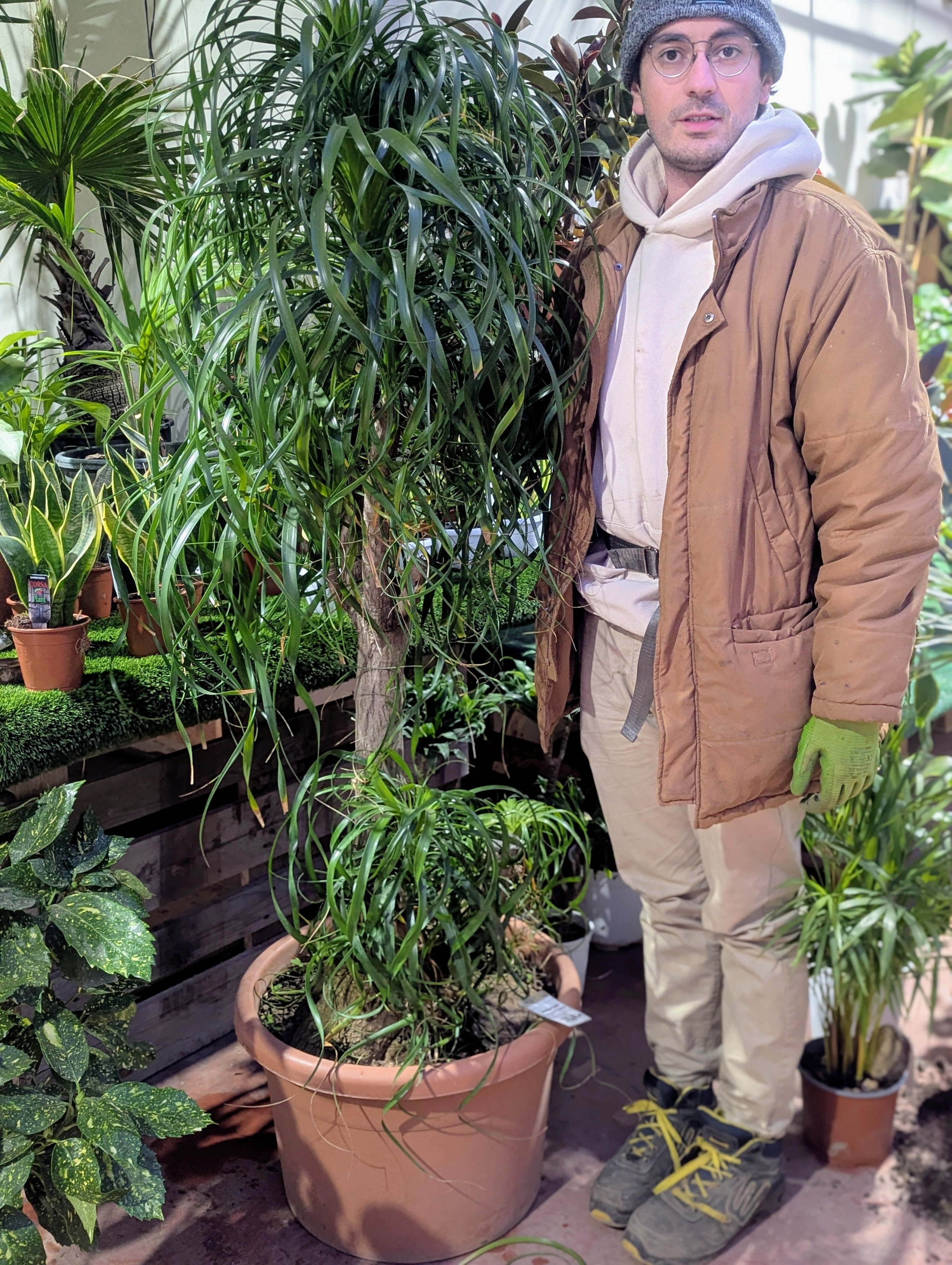 Beaucarnea Recurvata