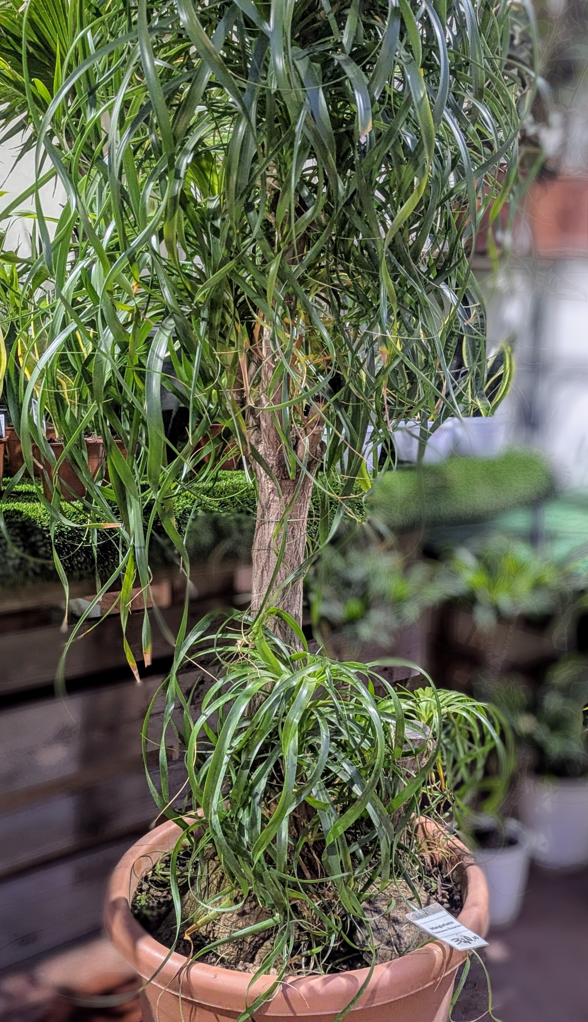 Beaucarnea Recurvata