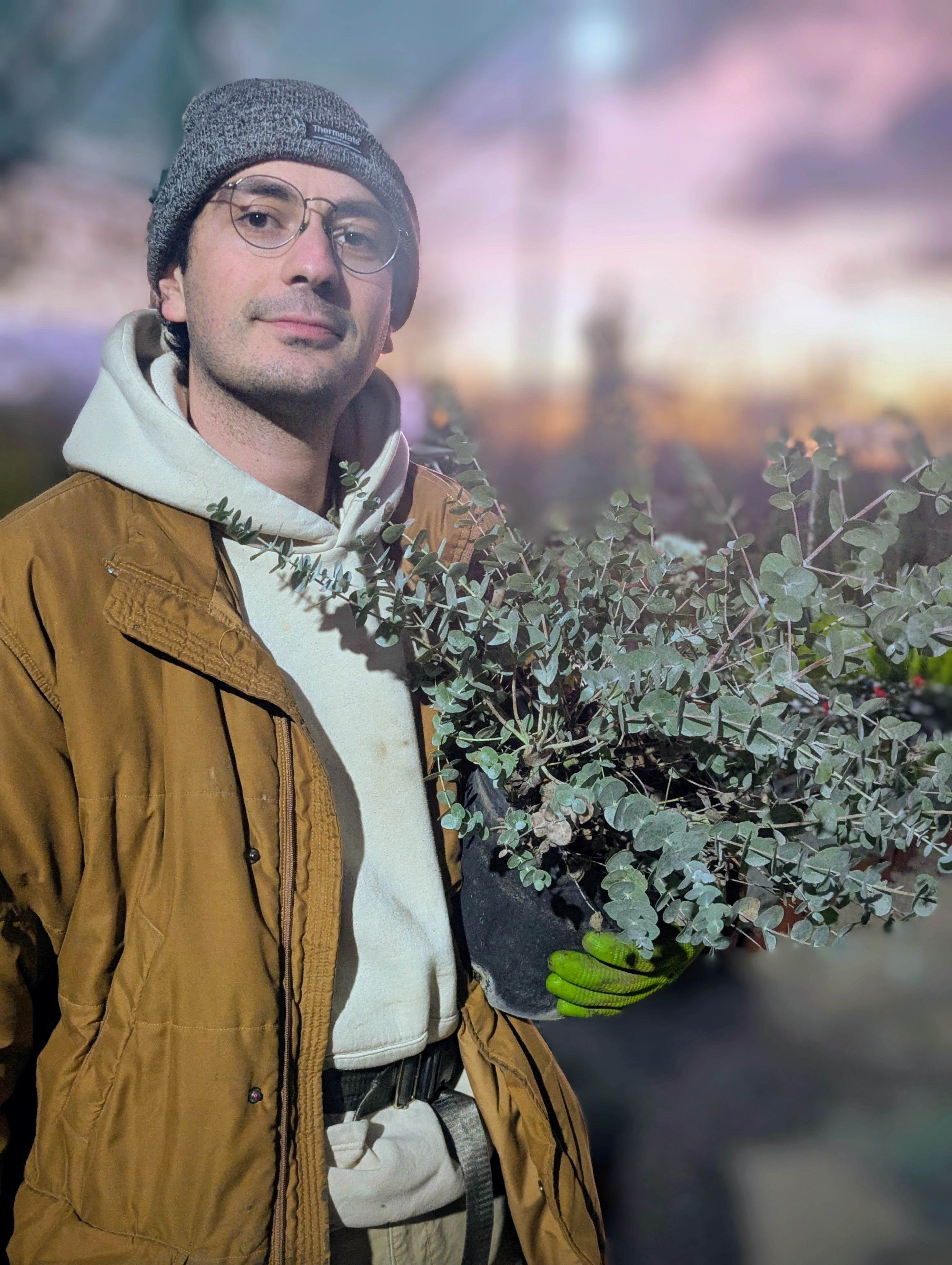 Eucalyptus Pulverulenta