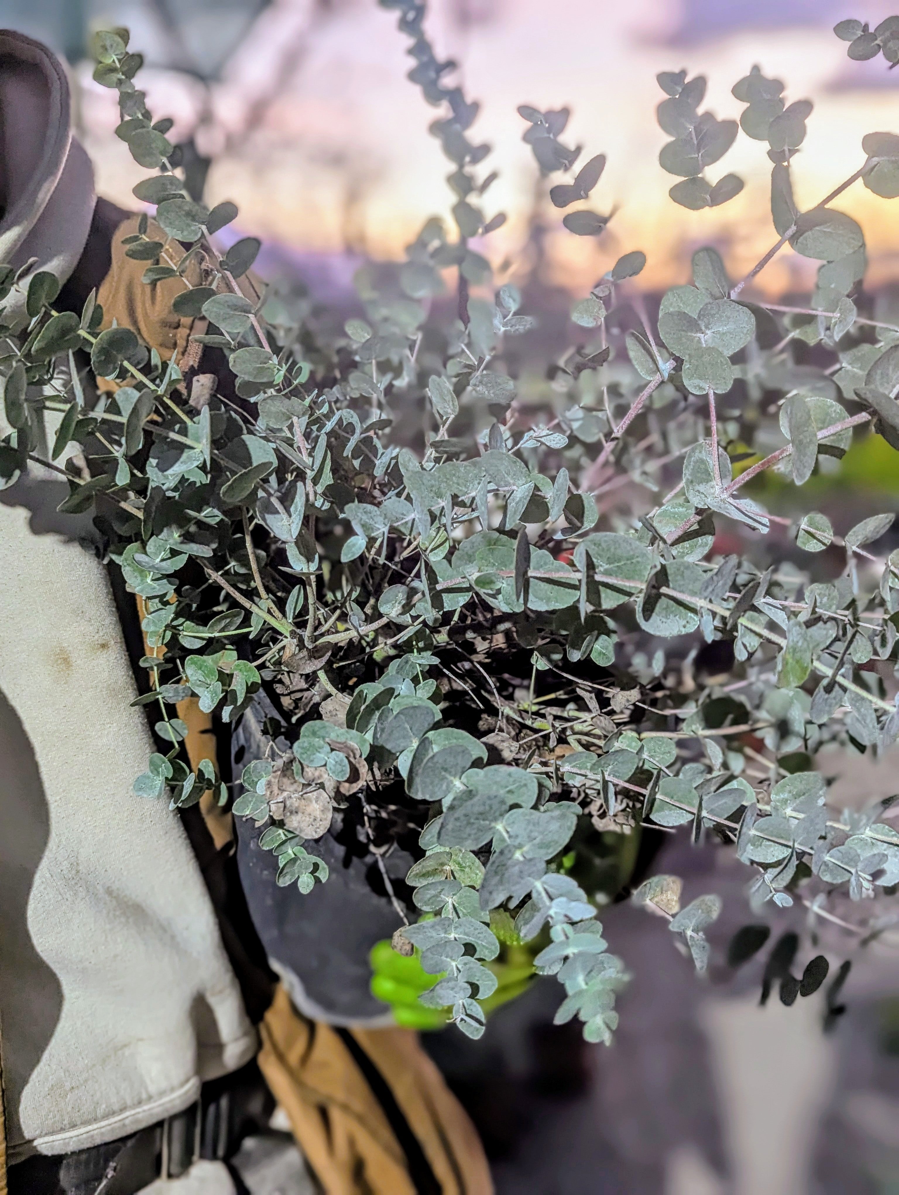 Eucalyptus Pulverulenta