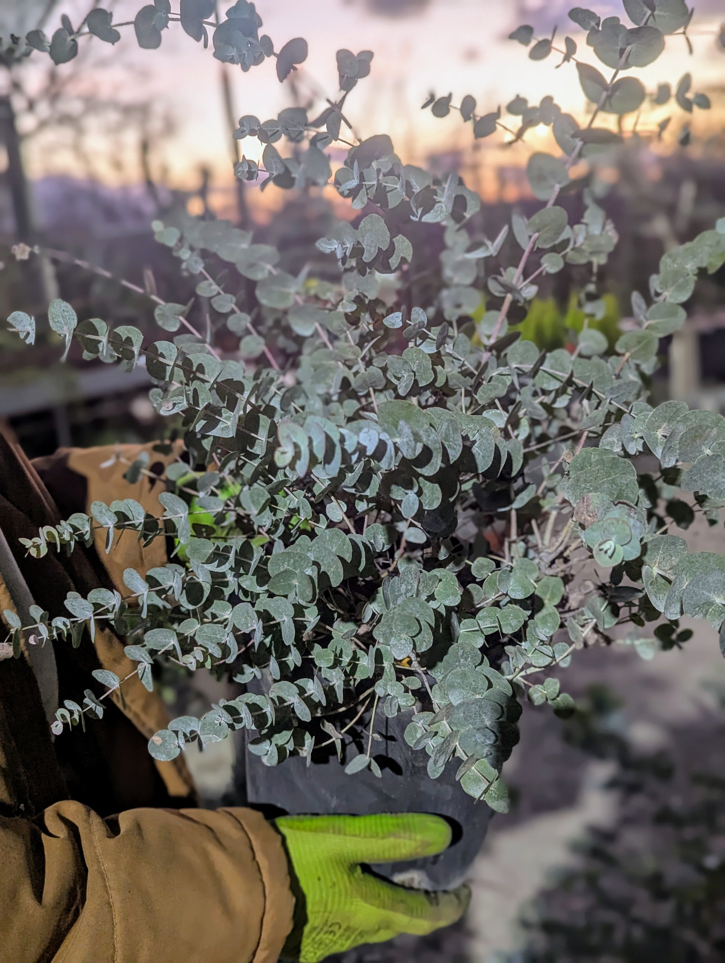 Eucalyptus Pulverulenta