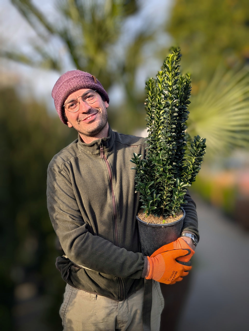 Euonymus japonicus 'Benkomasaki'