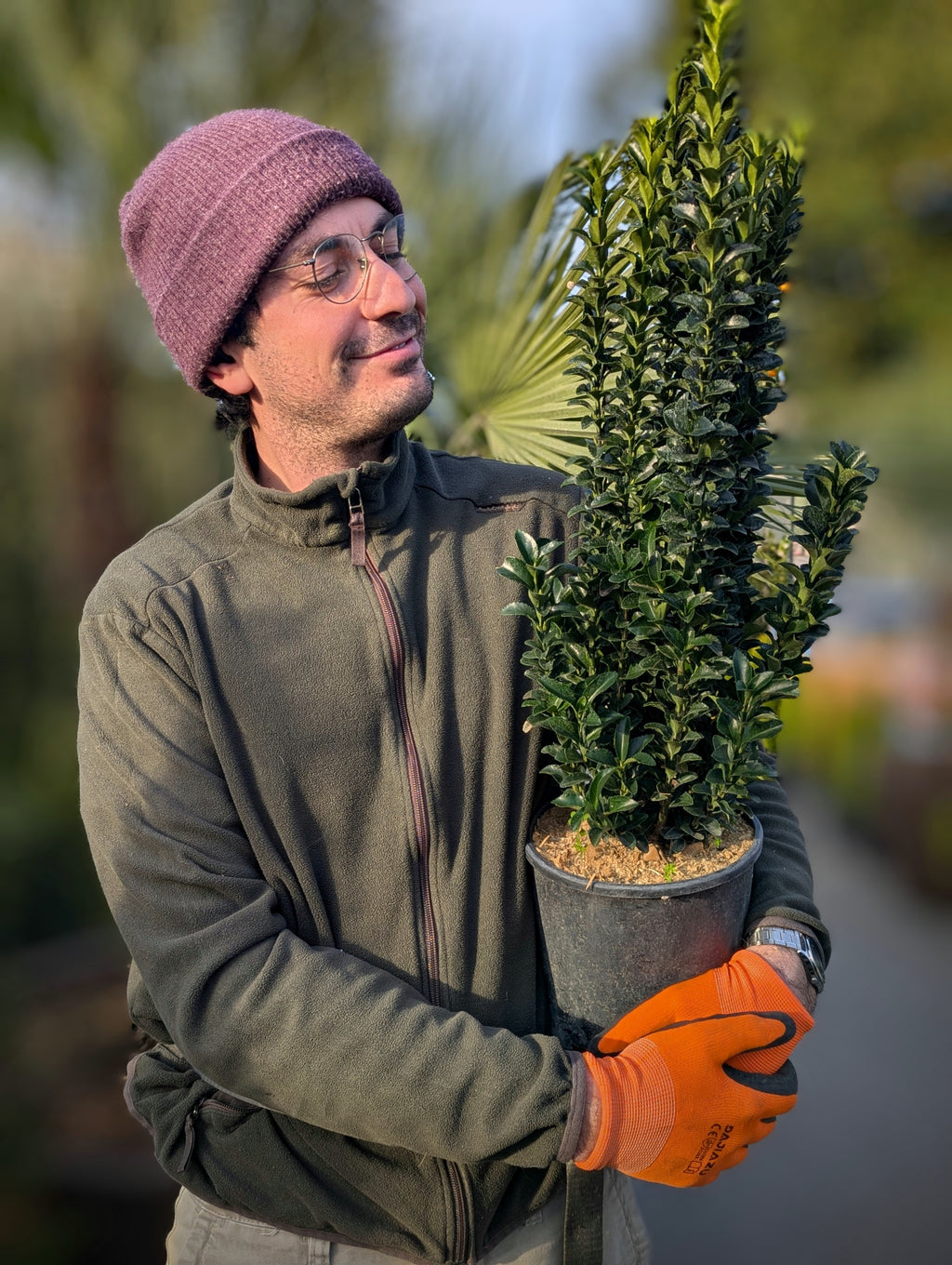 Euonymus japonicus 'Benkomasaki'