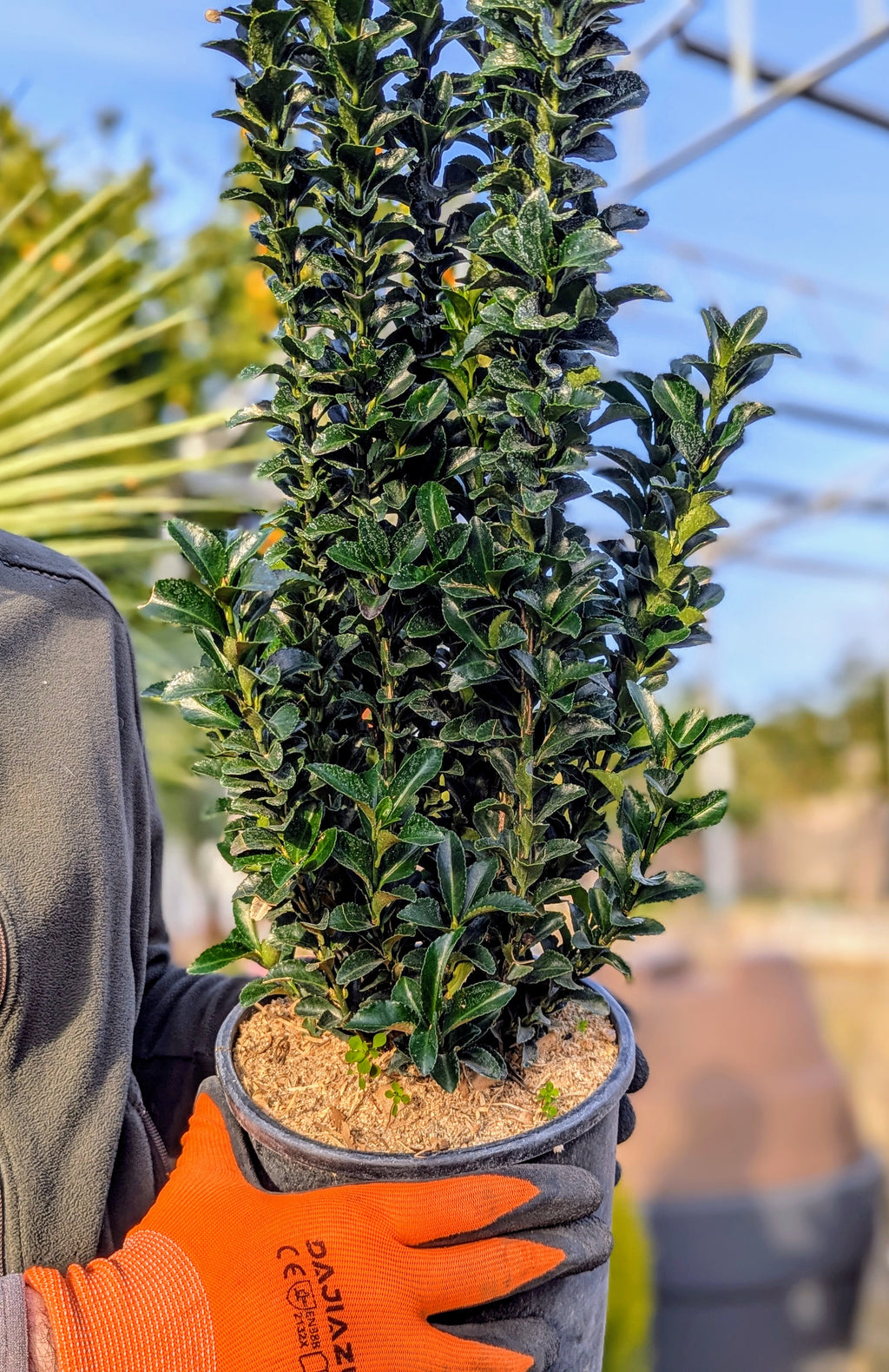 Euonymus japonicus 'Benkomasaki'