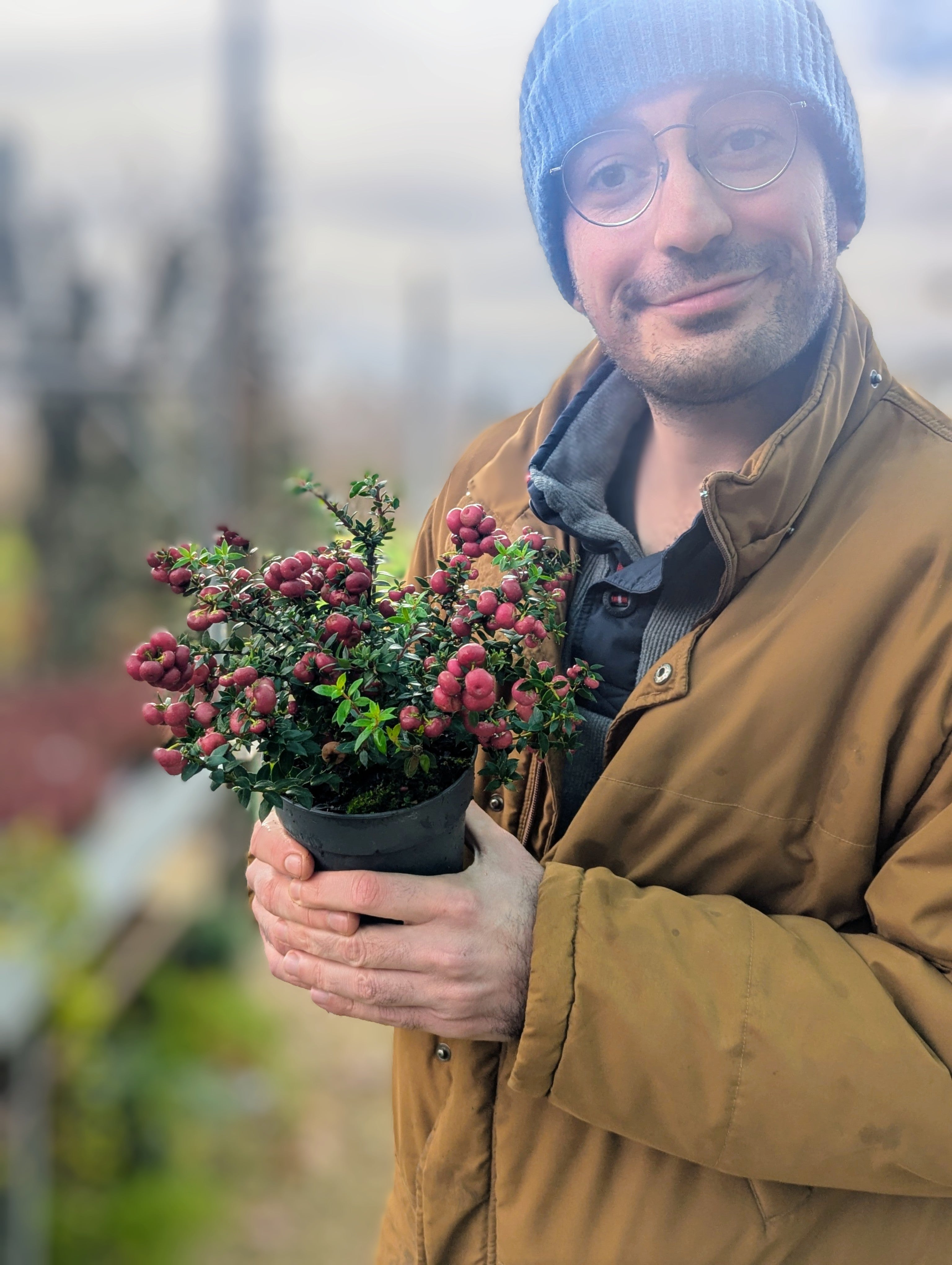 Gaultheria Mucronata