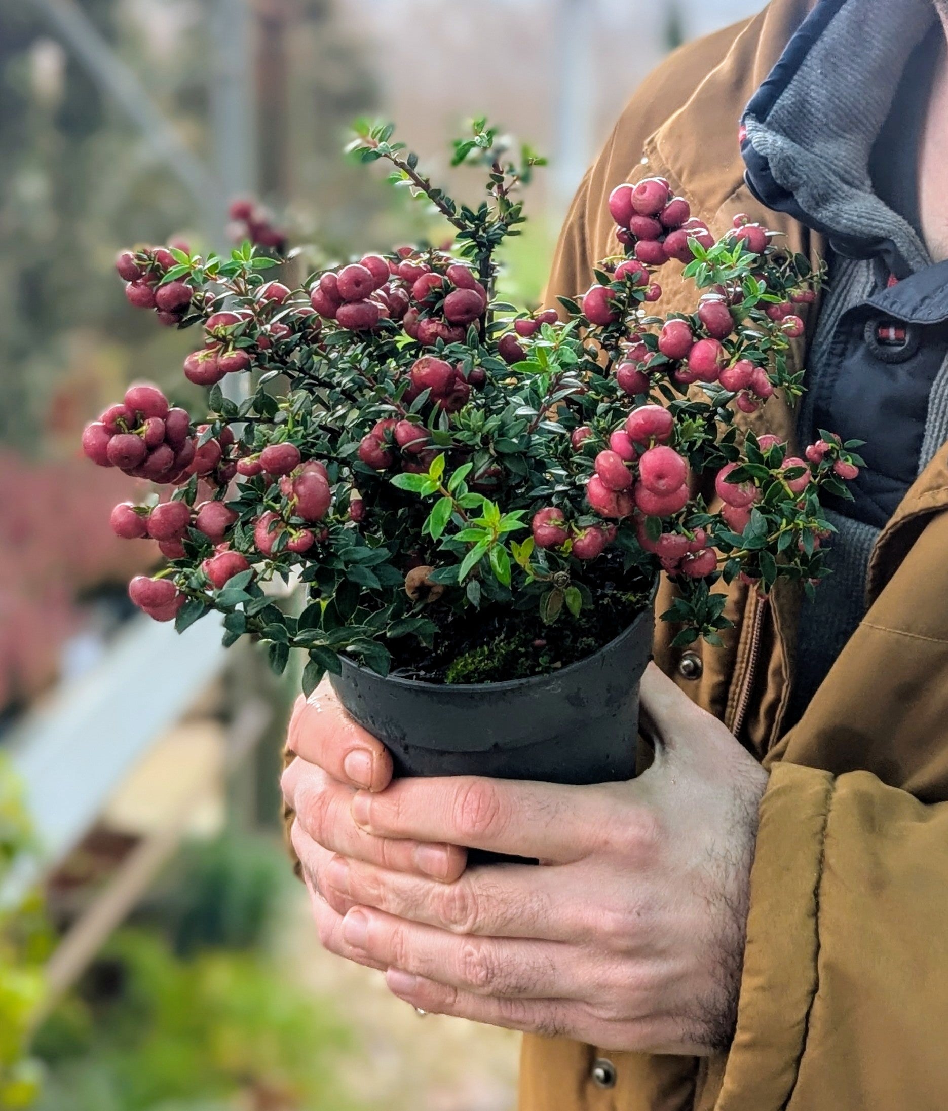 Gaultheria Mucronata