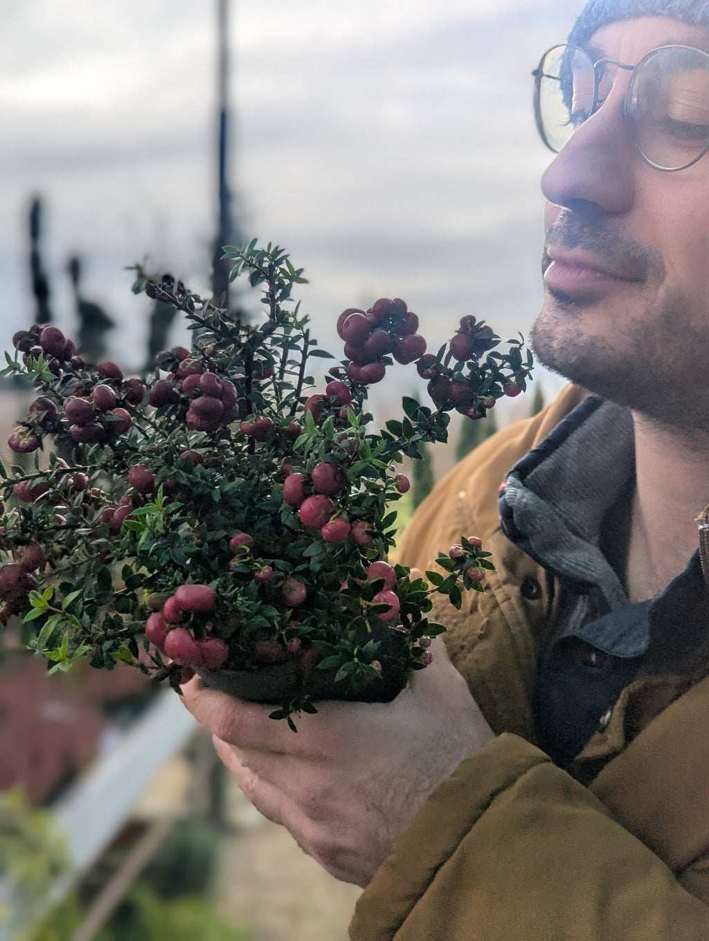 Gaultheria Mucronata
