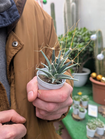 Leuchtenbergia Principis