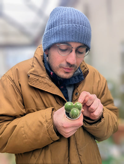 Notocactus Leninghausii f. Subinermis