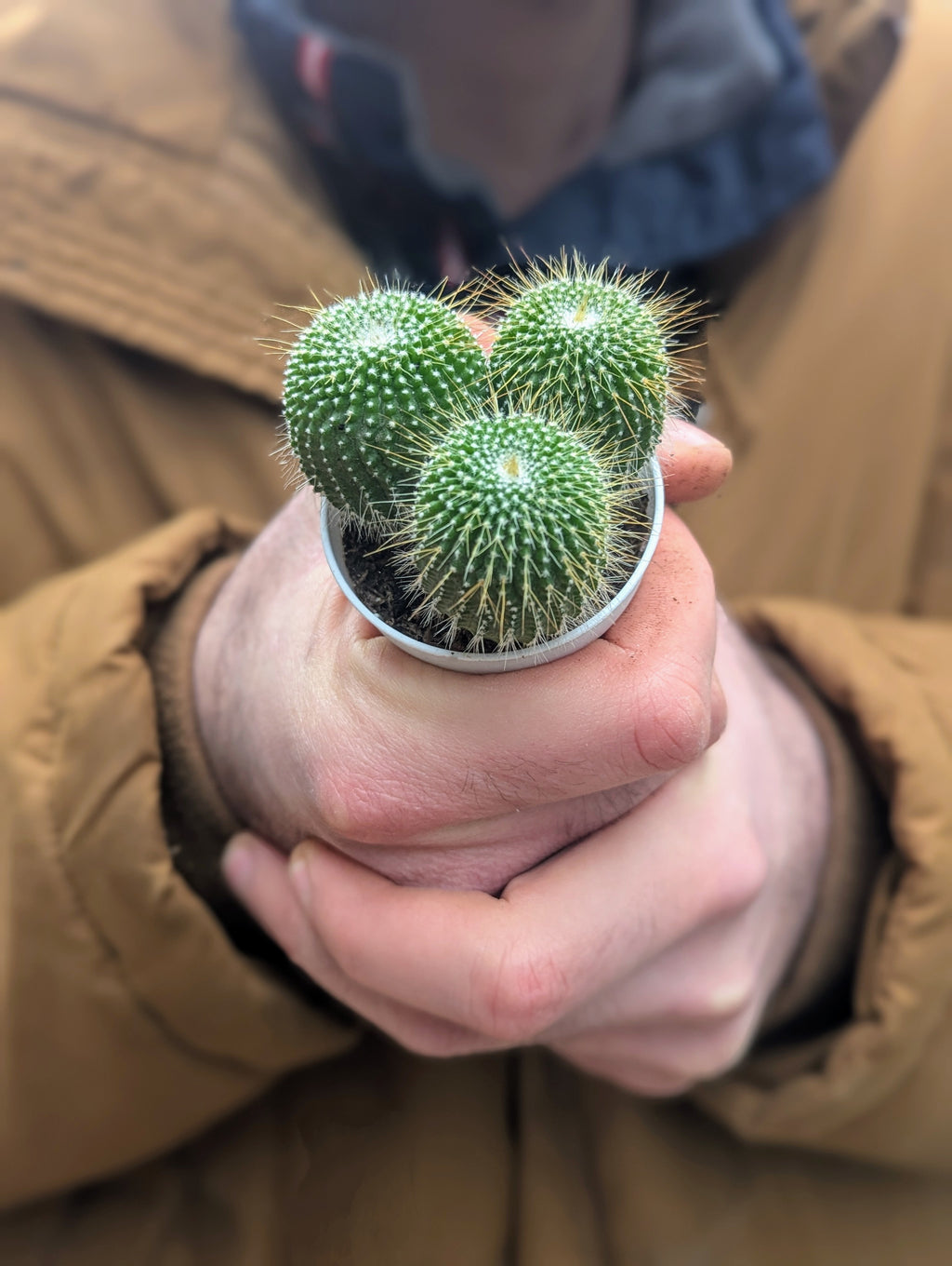 Notocactus Leninghausii f. Subinermis
