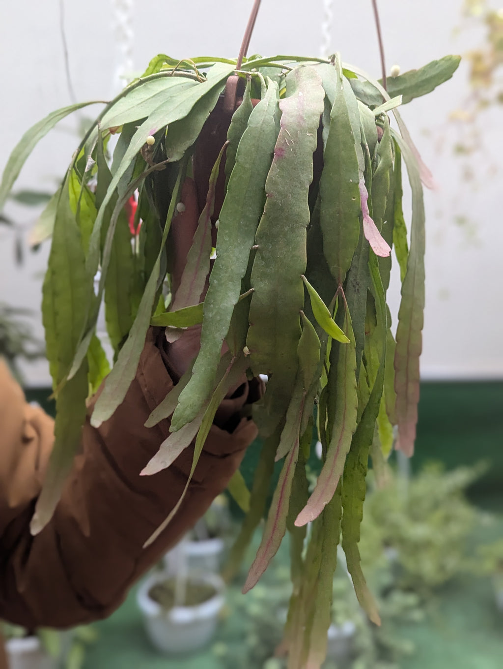 Rhipsalis Ramulosa