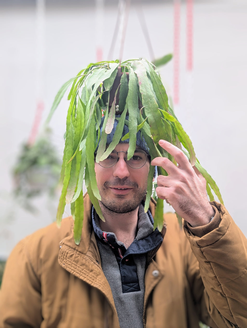 Rhipsalis Ramulosa