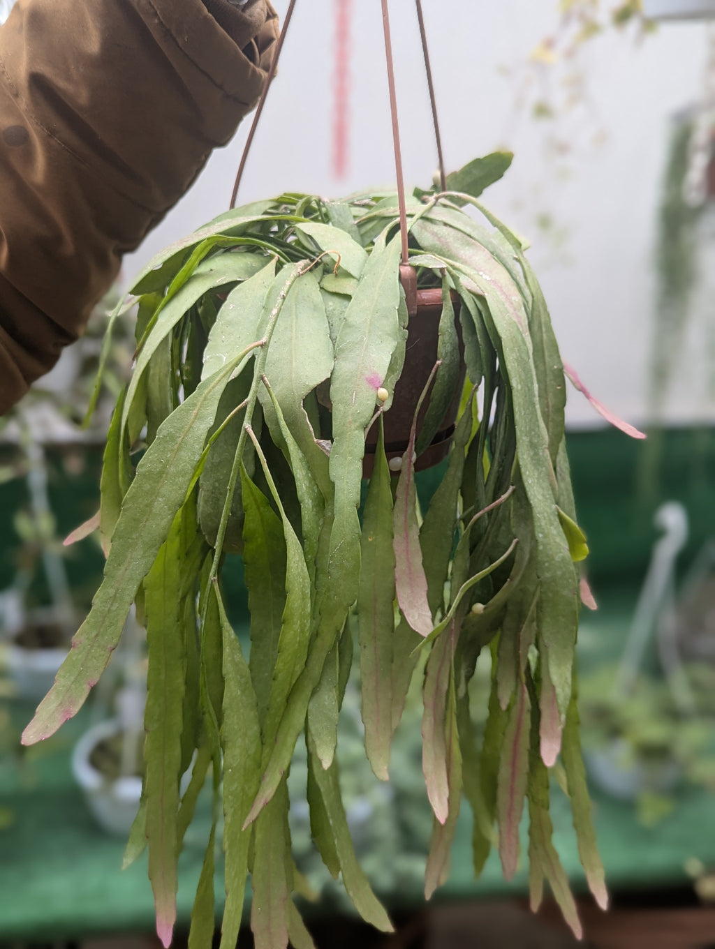 Rhipsalis Ramulosa