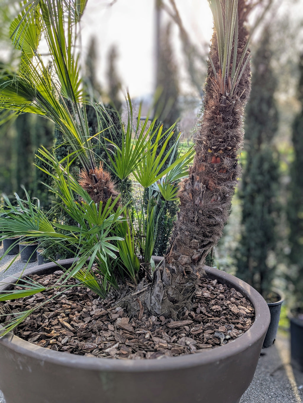 Chamaerops Humilis