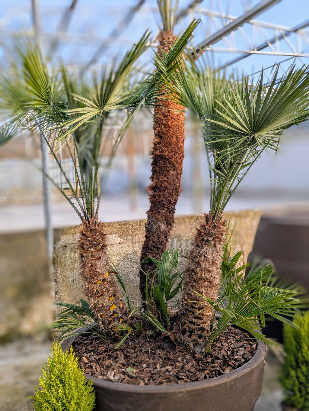 Chamaerops Humilis