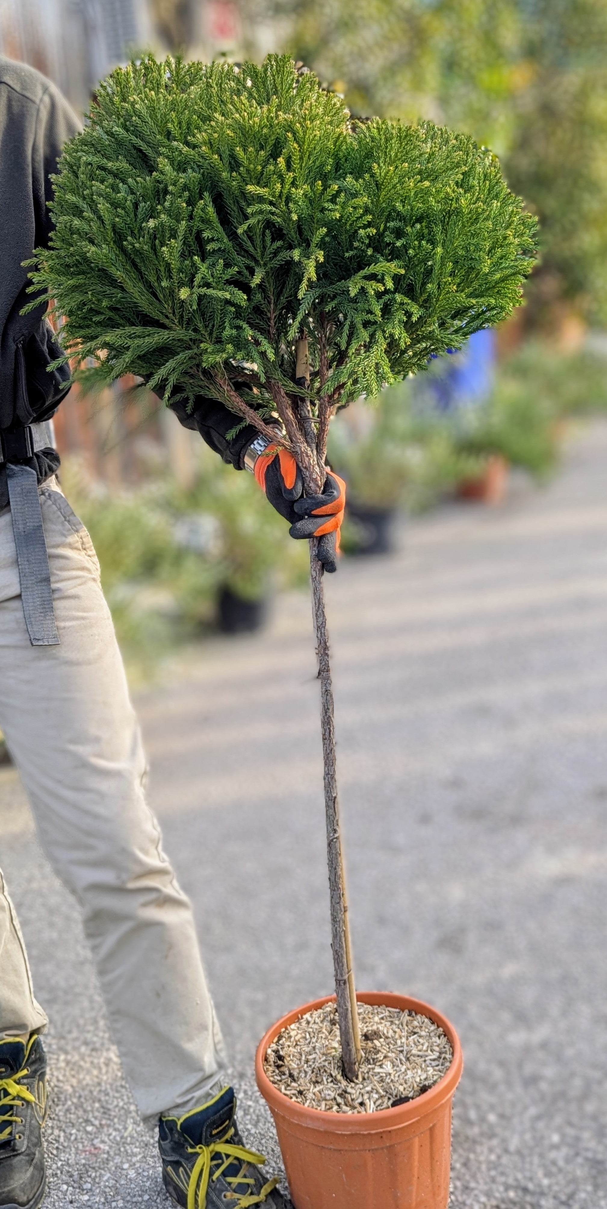 Cryptomeria japonica ‘Globosa Nana’