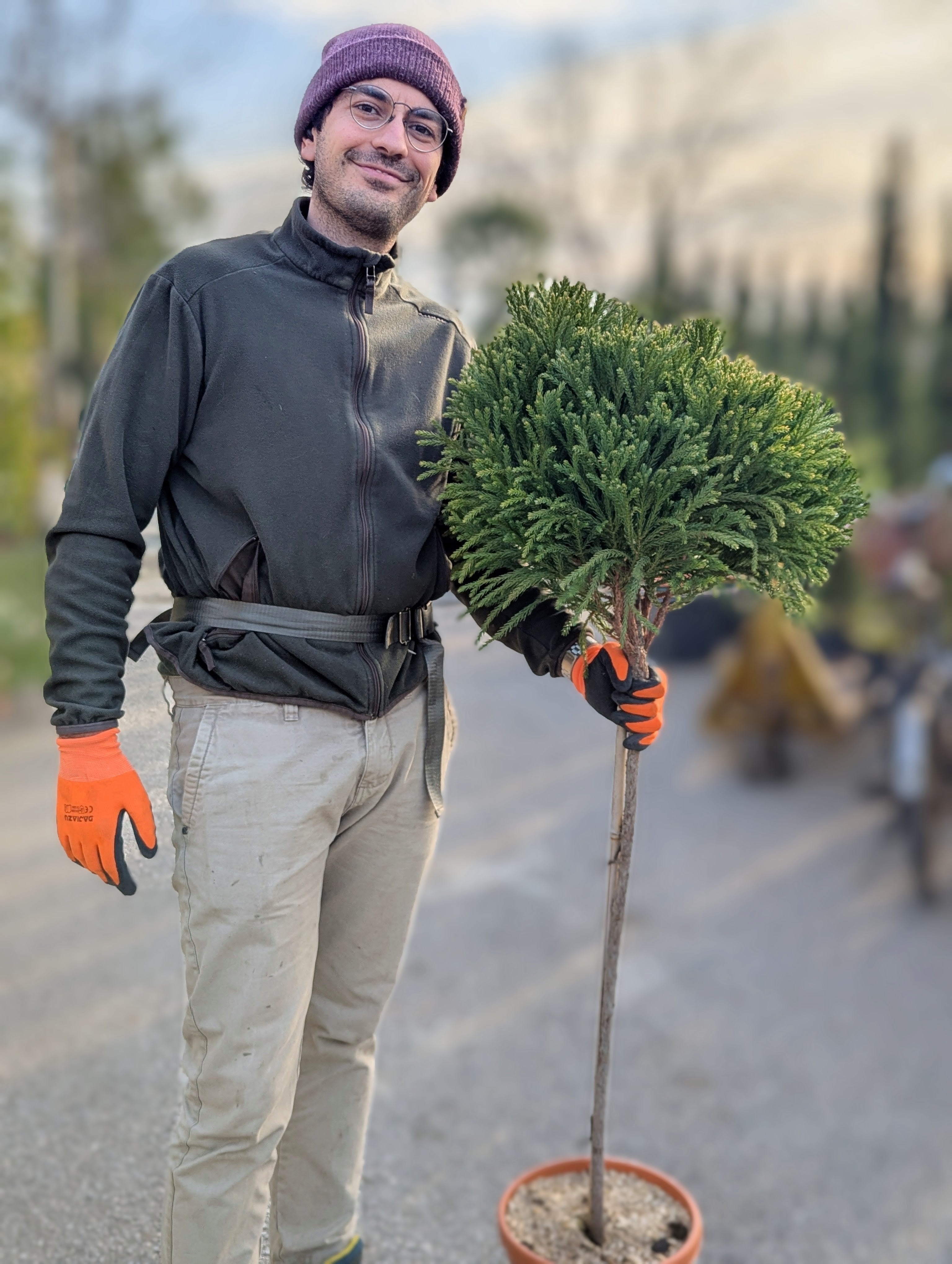 Cryptomeria japonica ‘Globosa Nana’
