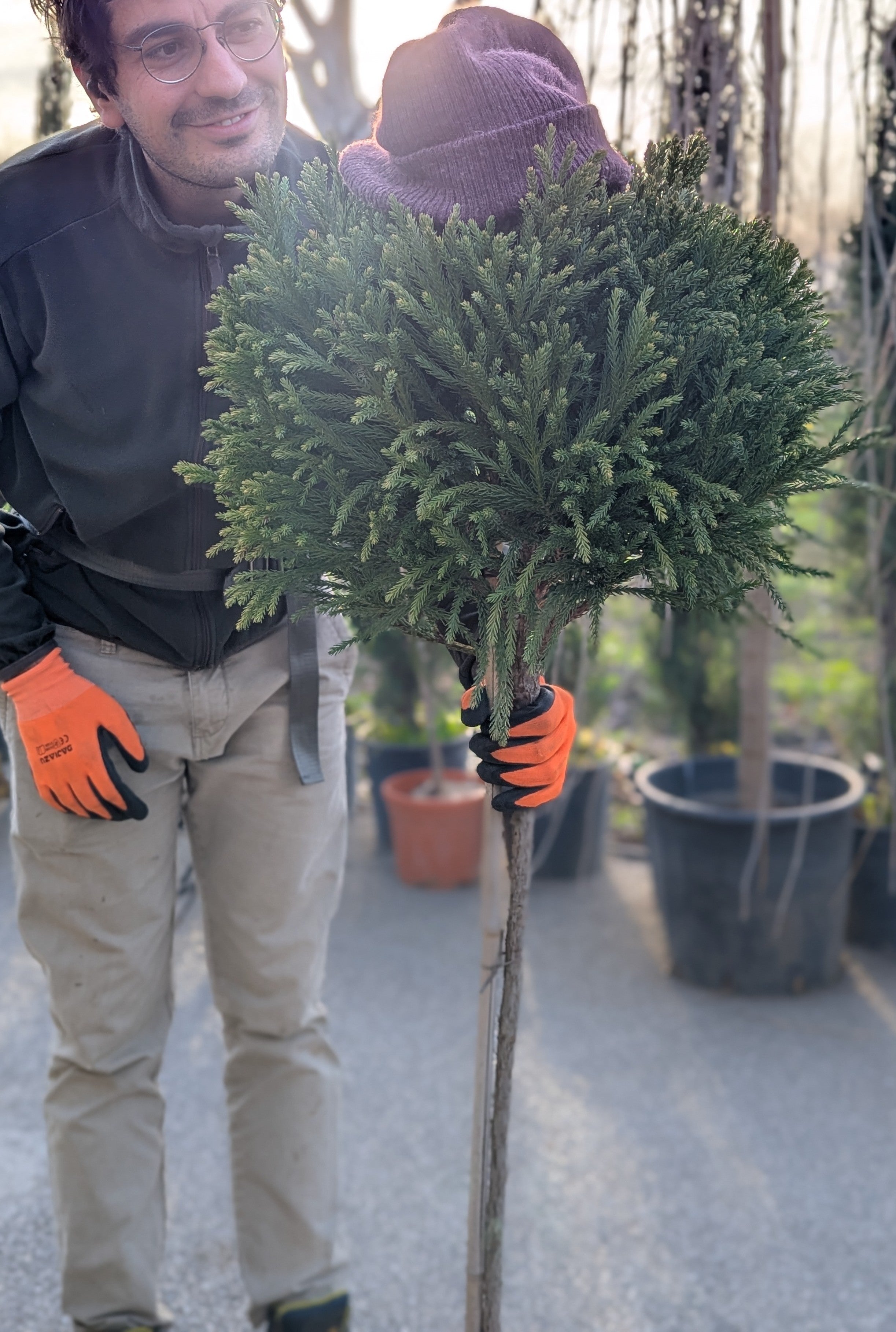 Cryptomeria japonica ‘Globosa Nana’