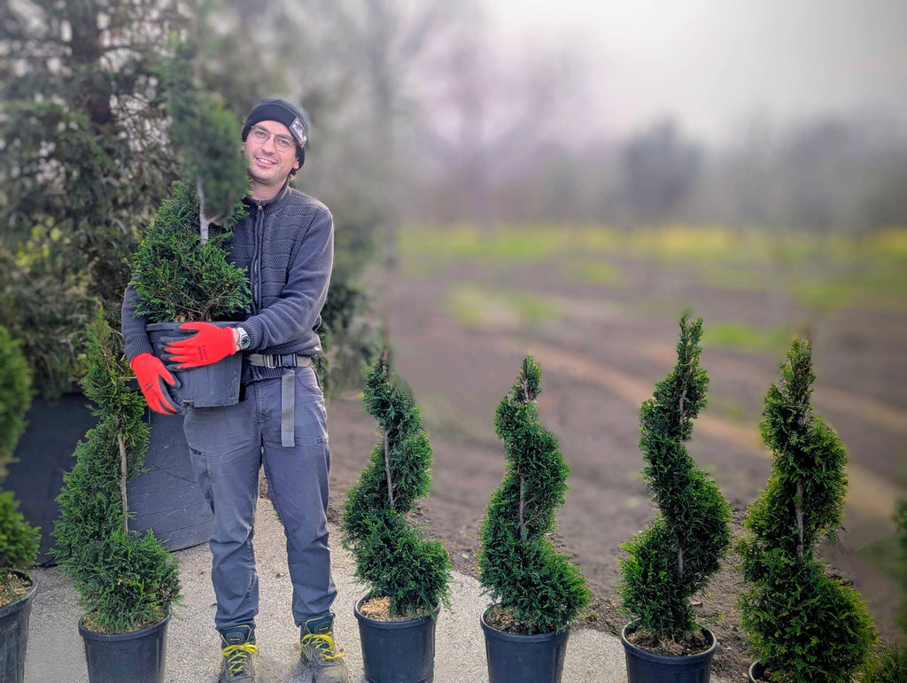 Cupressocyparis Leylandii Forma Spirale