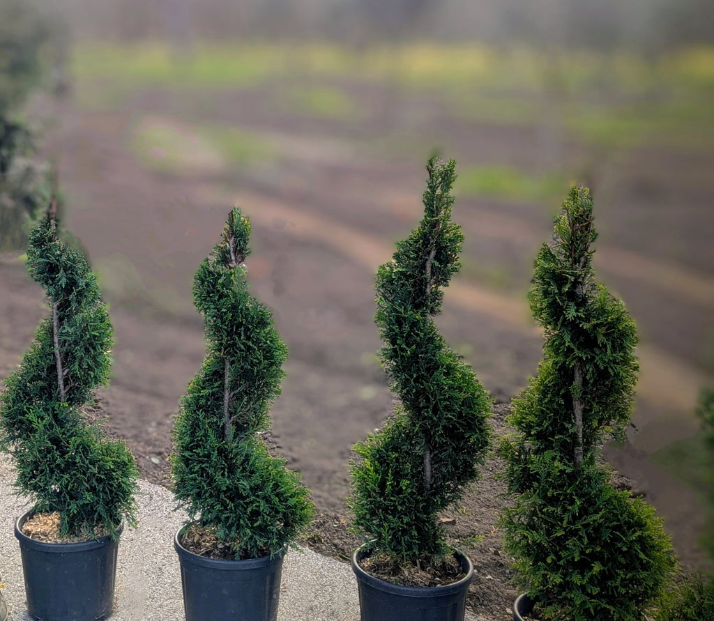 Cupressocyparis Leylandii Forma Spirale