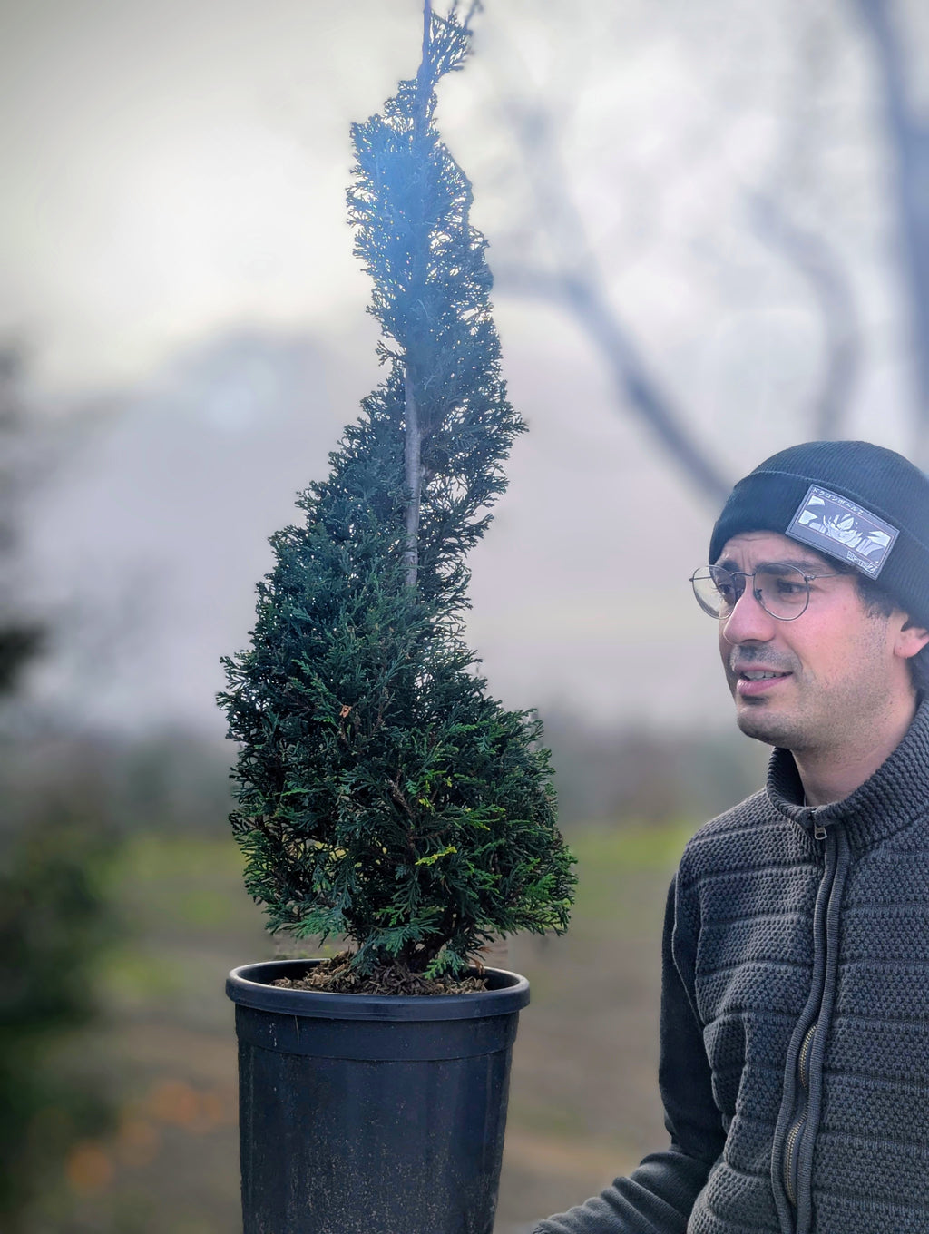 Cupressocyparis Leylandii Forma Spirale