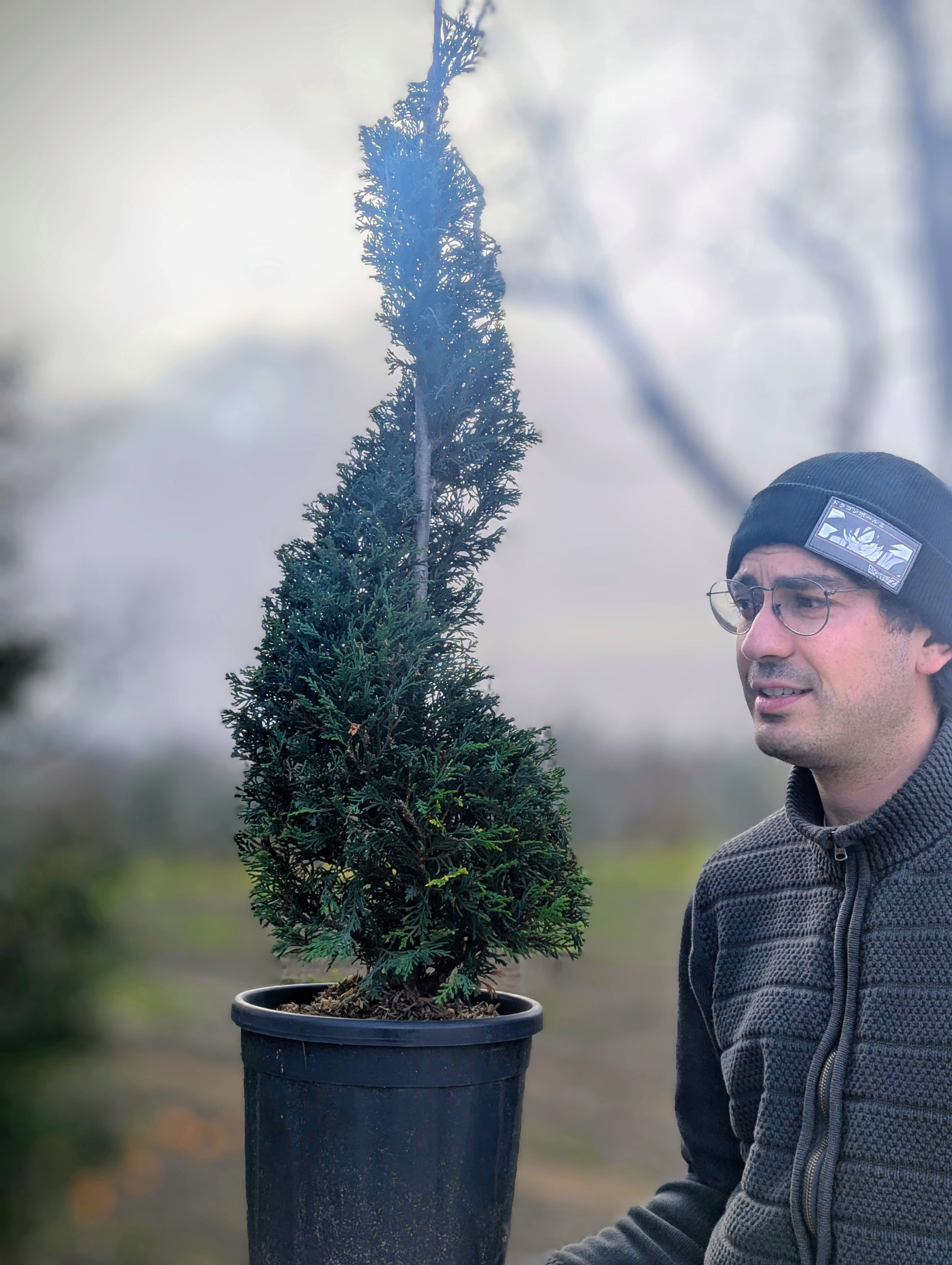 Cupressocyparis Leylandii Forma Spirale