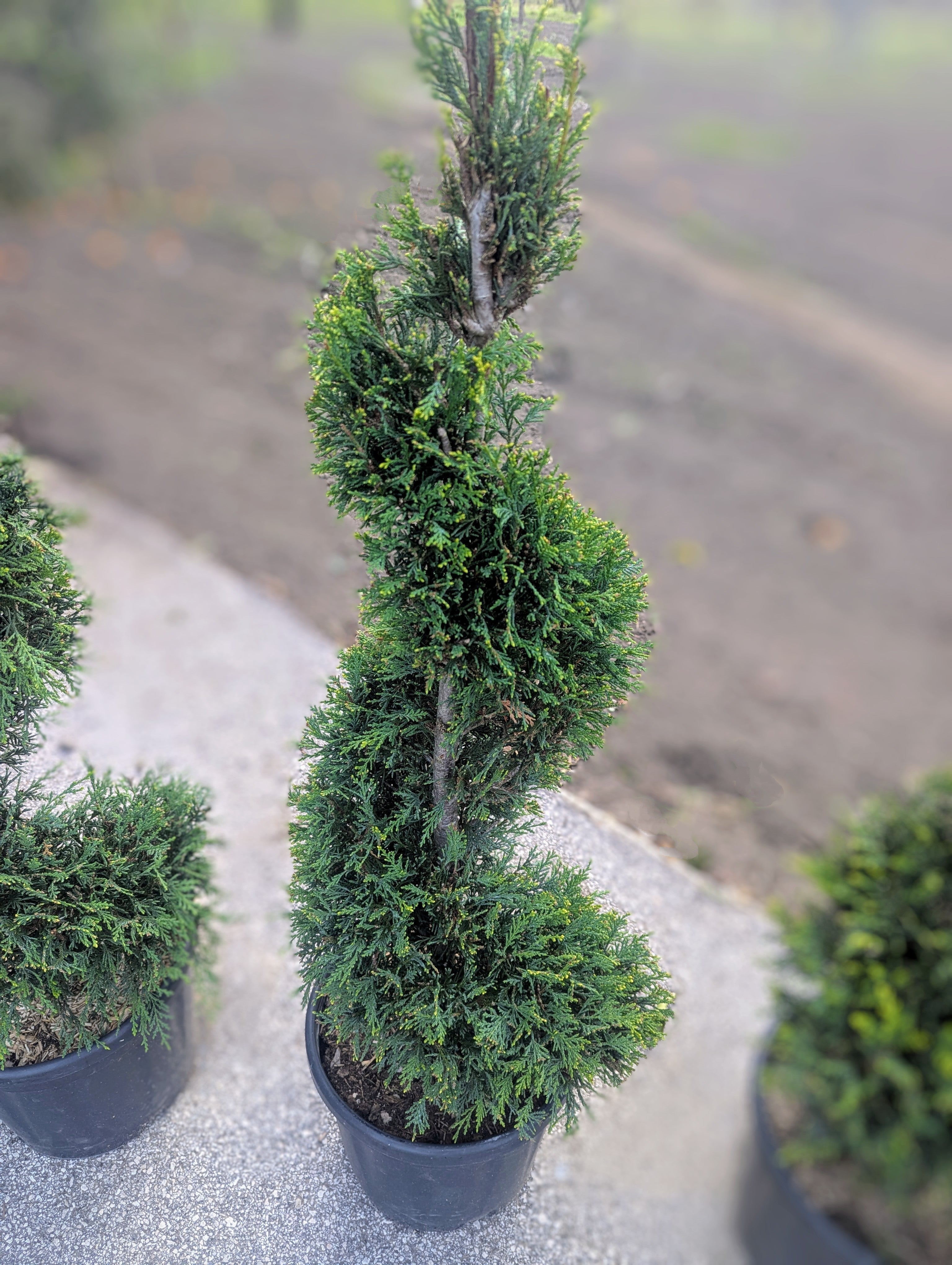 Cupressocyparis Leylandii Forma Spirale
