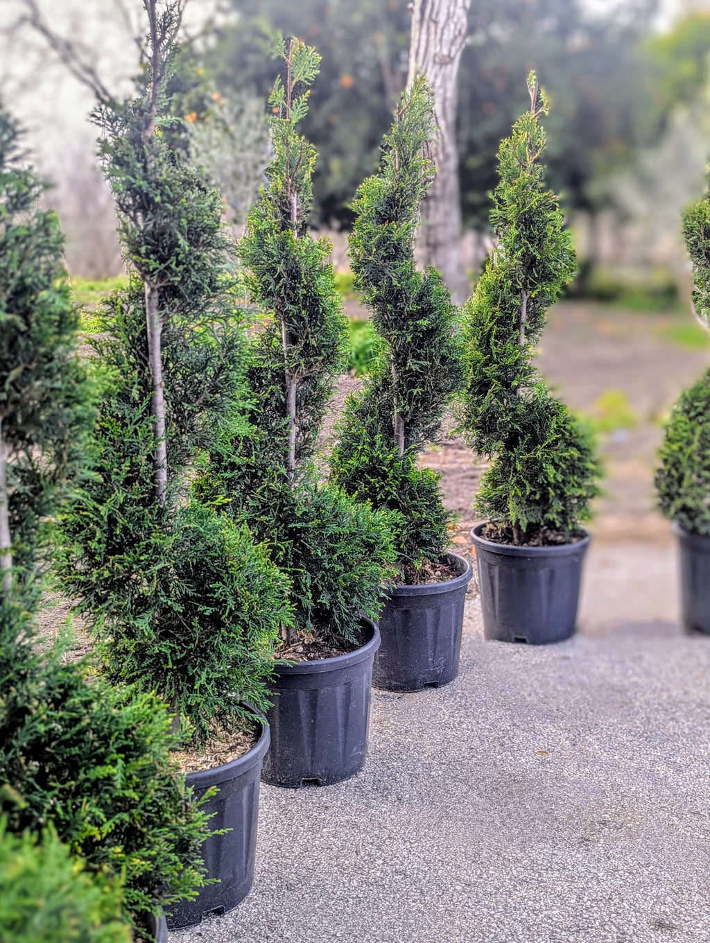Cupressocyparis Leylandii Forma Spirale