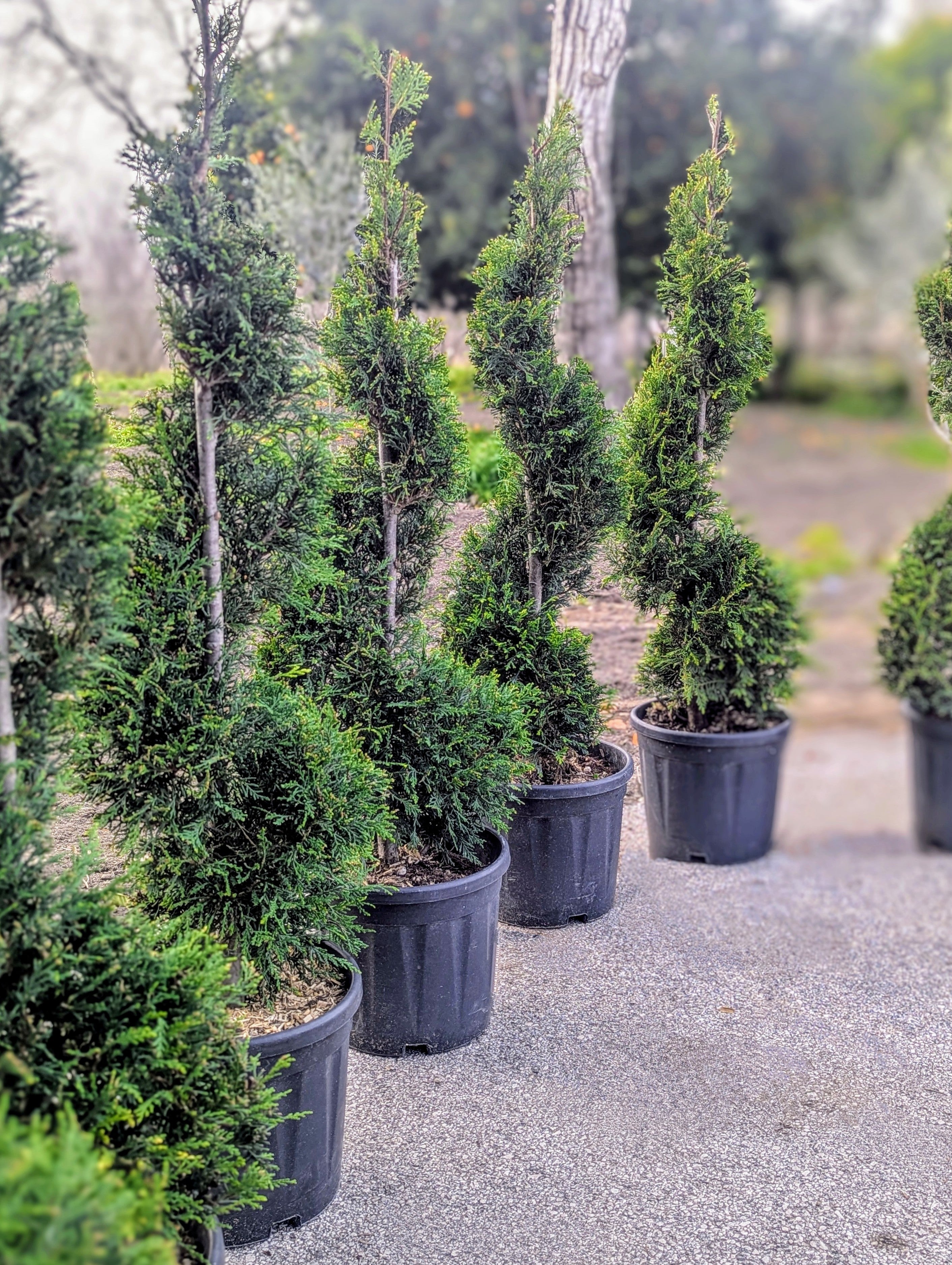 Cupressocyparis Leylandii Forma Spirale