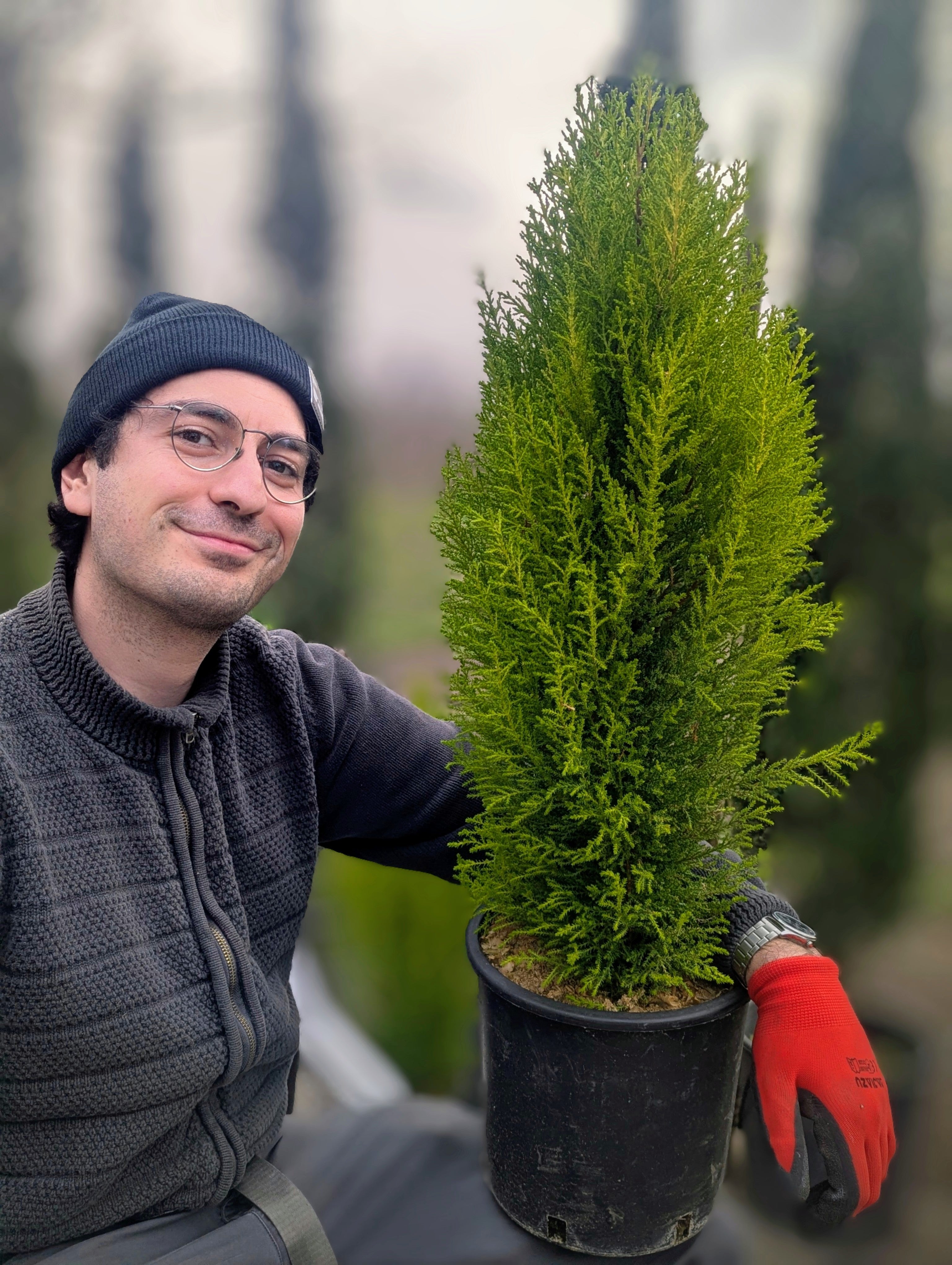 Cupressus Macrocarpa ‘Goldcrest’