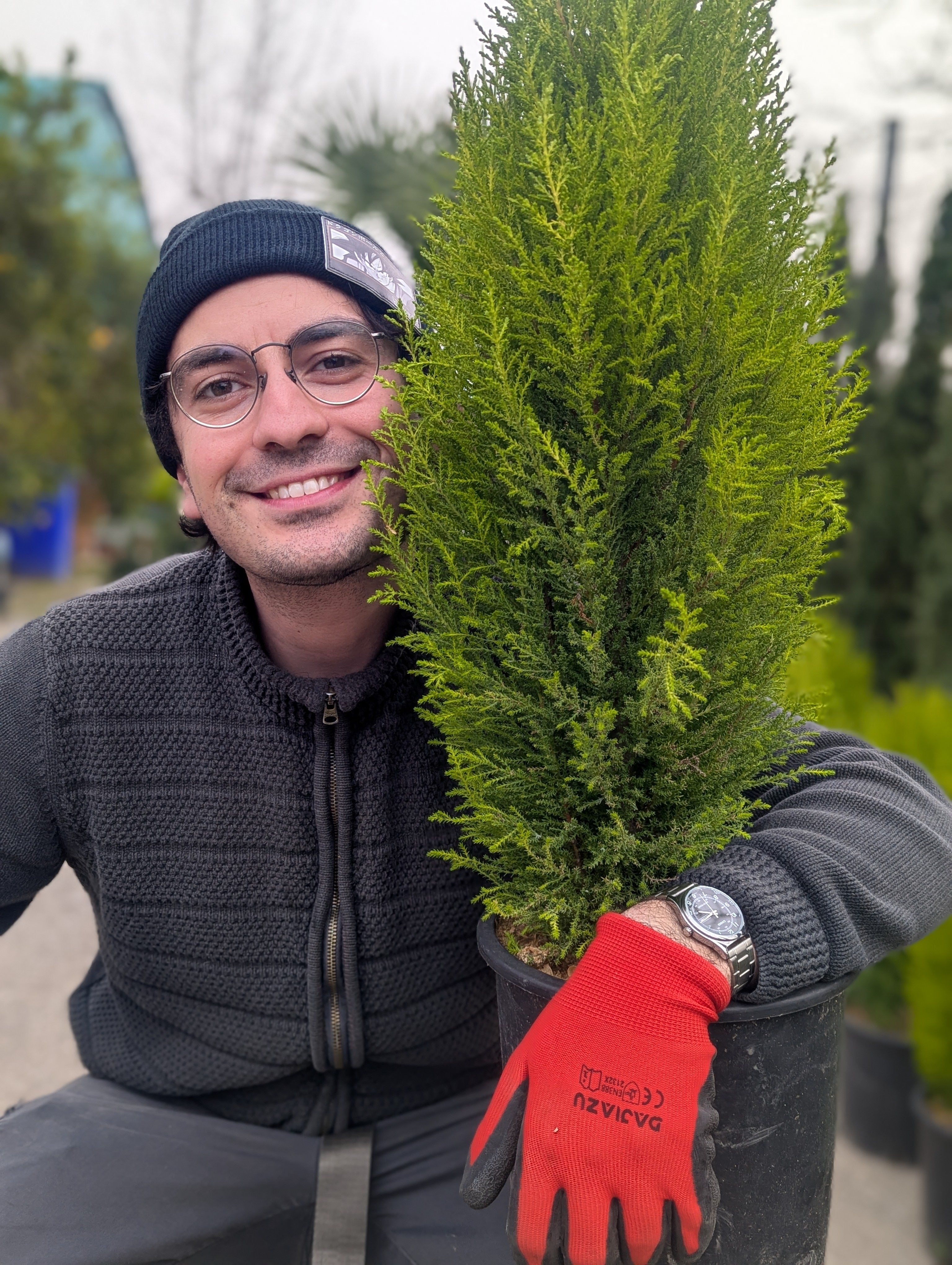 Cupressus Macrocarpa ‘Goldcrest’