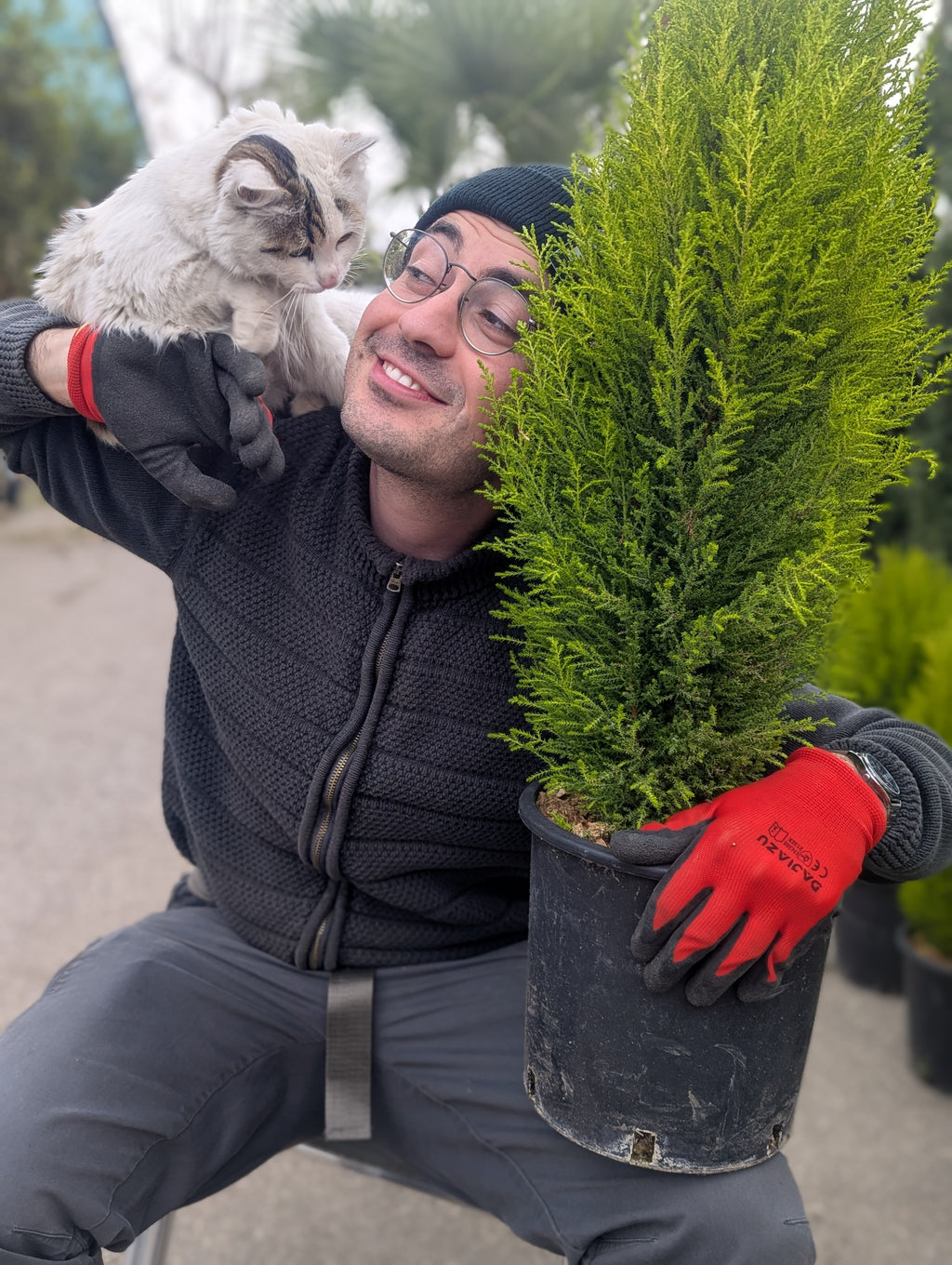Cupressus Macrocarpa ‘Goldcrest’