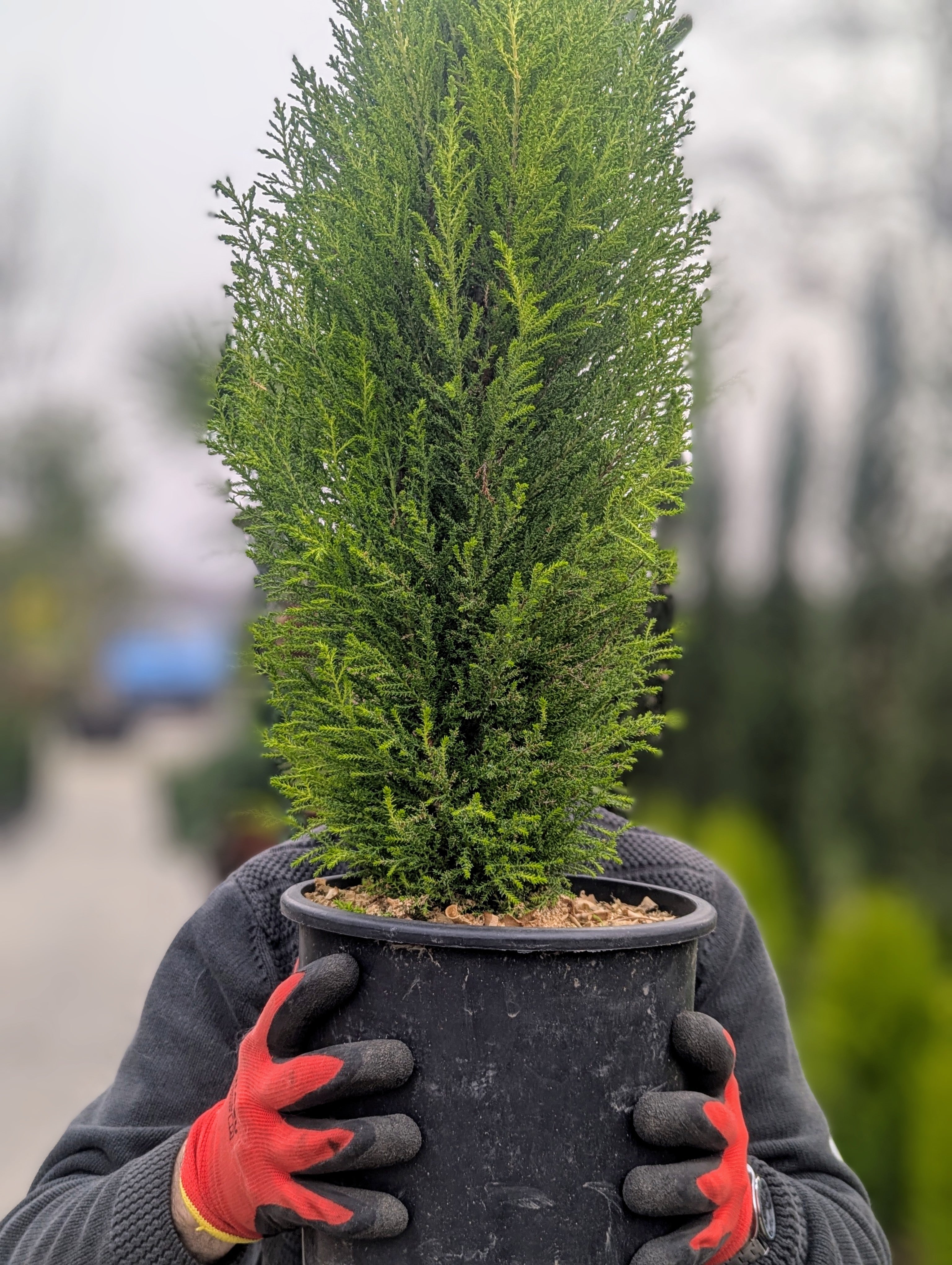 Cupressus Macrocarpa ‘Goldcrest’