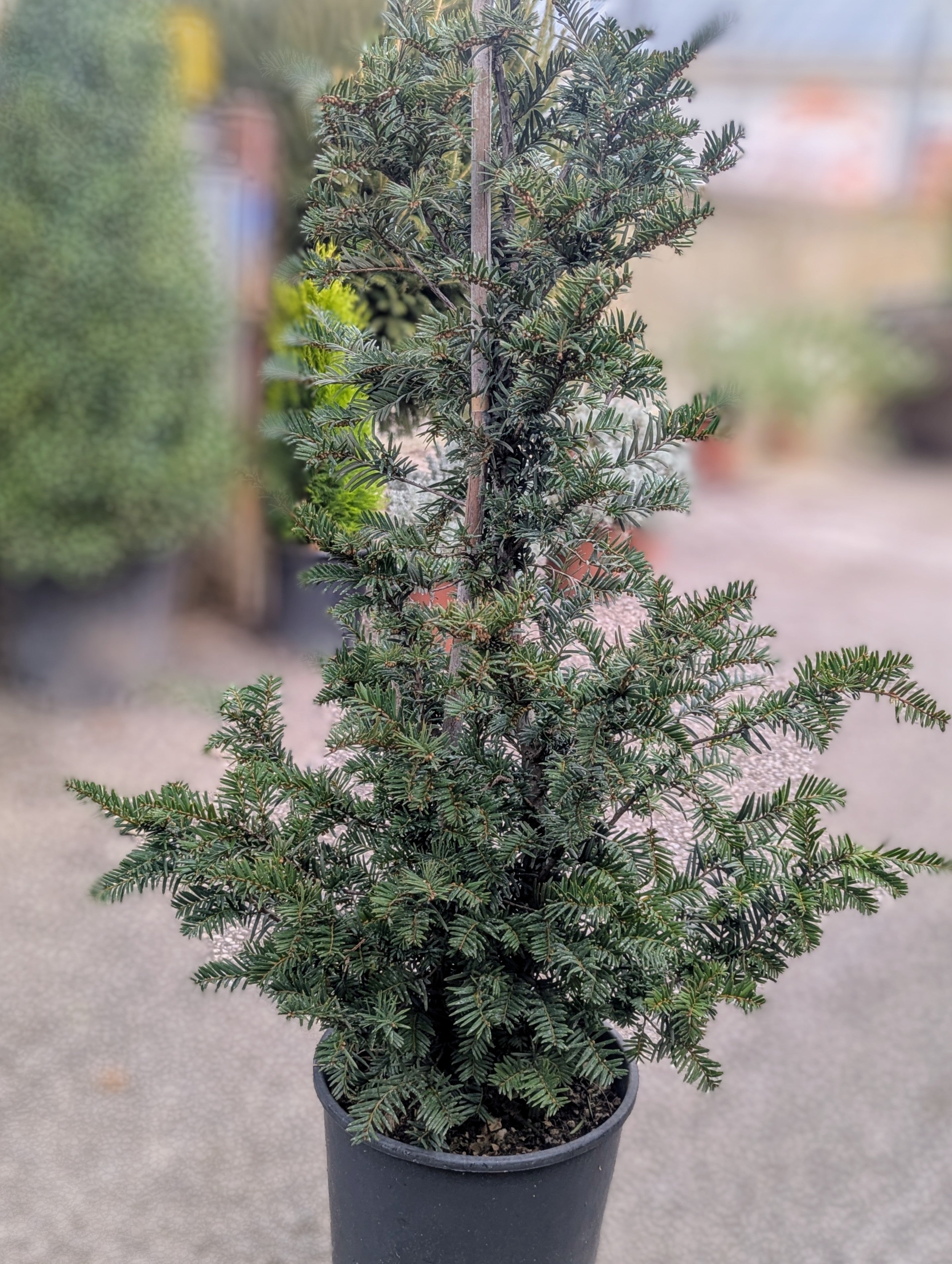 Taxus Baccata