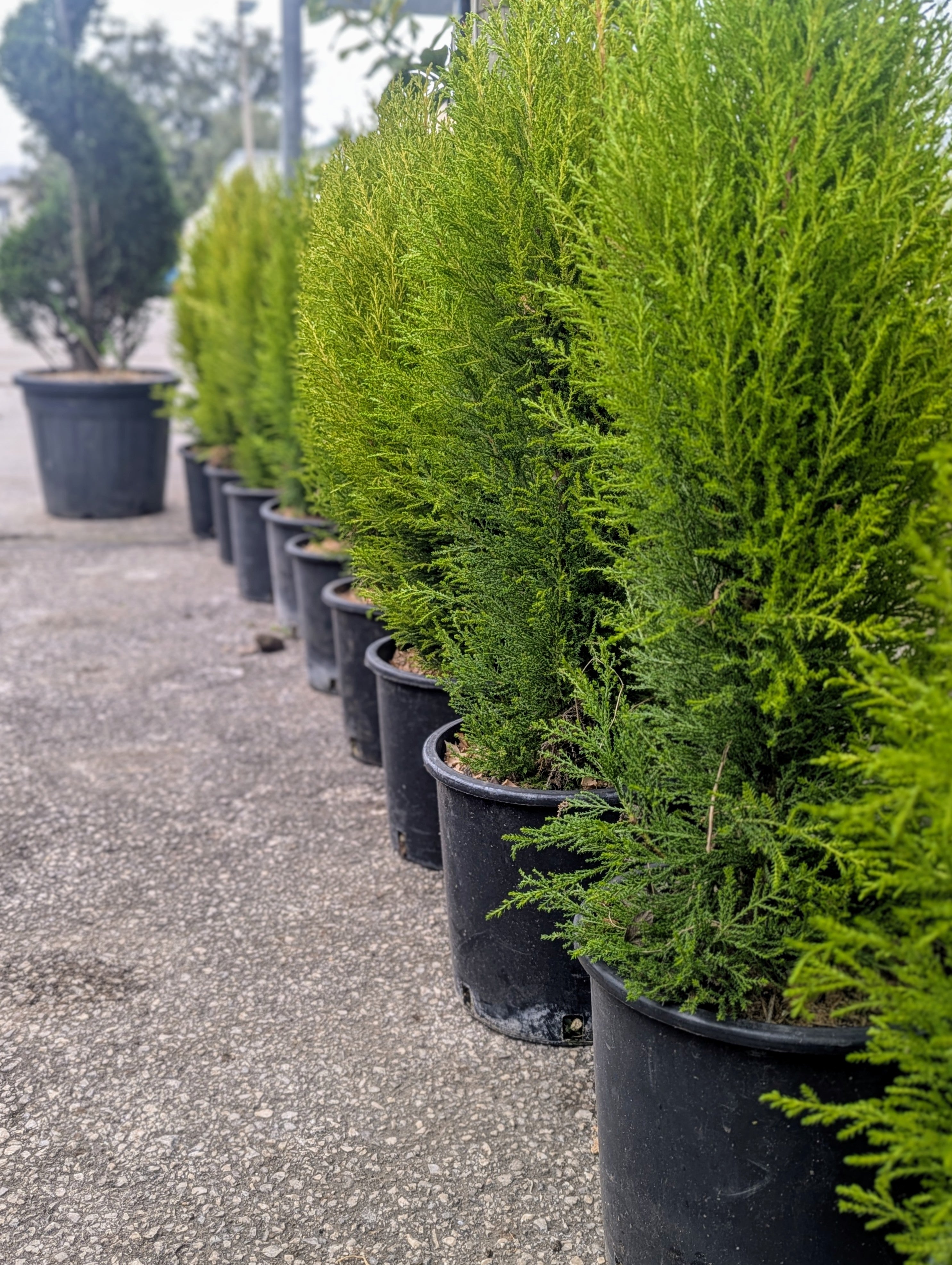 Cupressus Macrocarpa ‘Goldcrest’