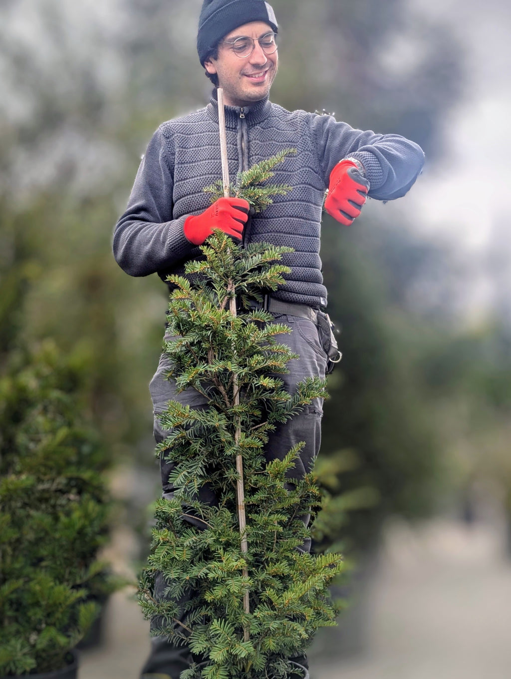 Taxus Baccata