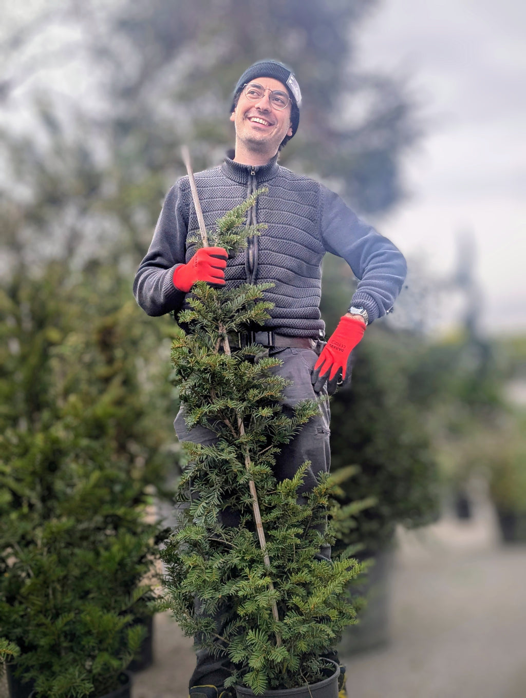Taxus Baccata