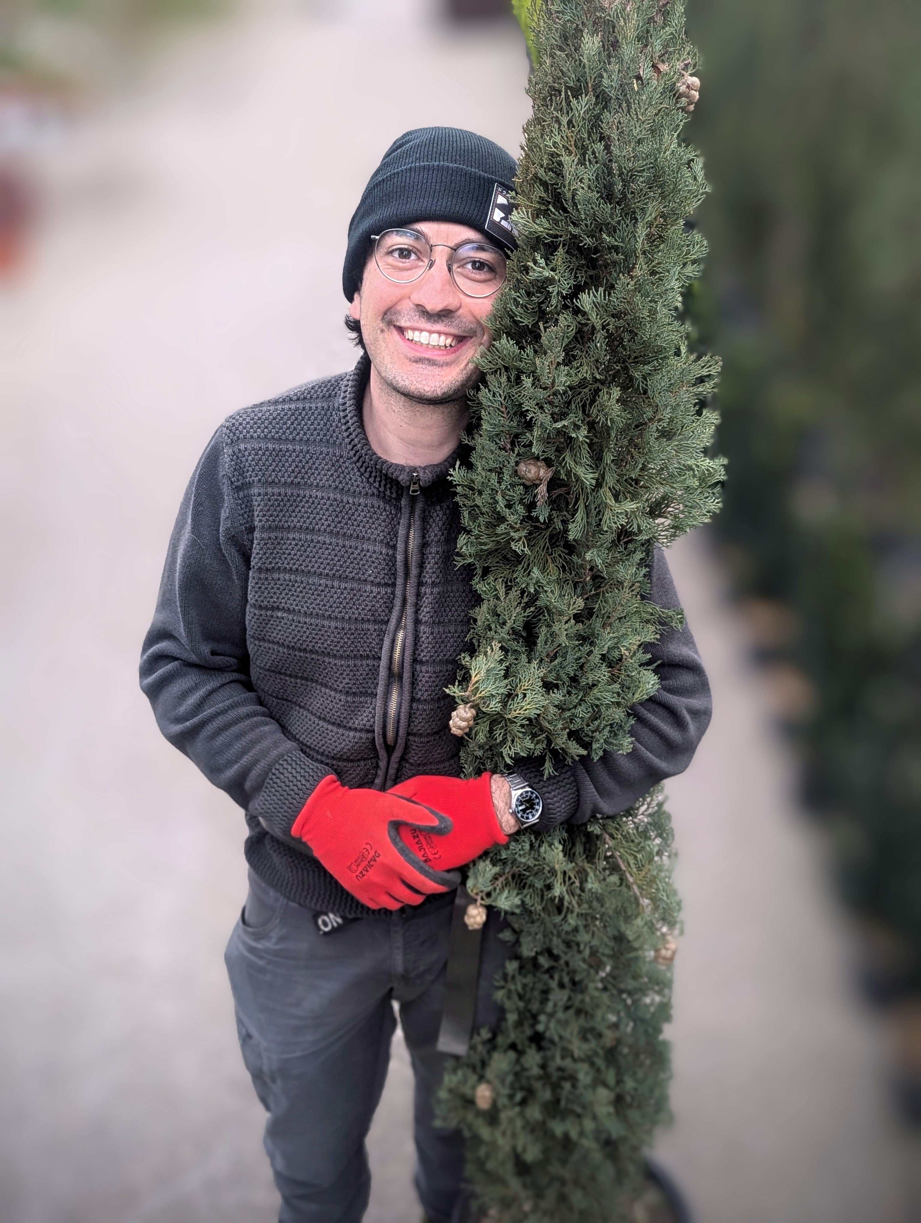 Cupressus Sempervirens 'Pyramidalis'